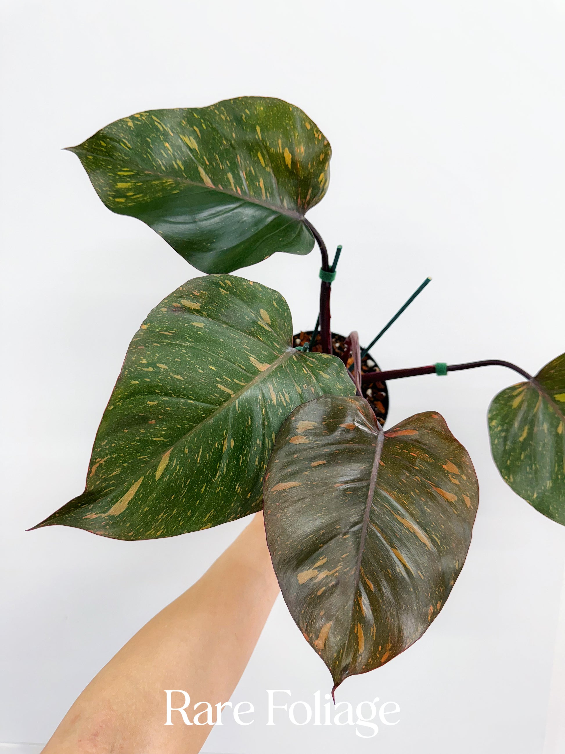philodendron imperial orange Philodendron Orange Princess 4”