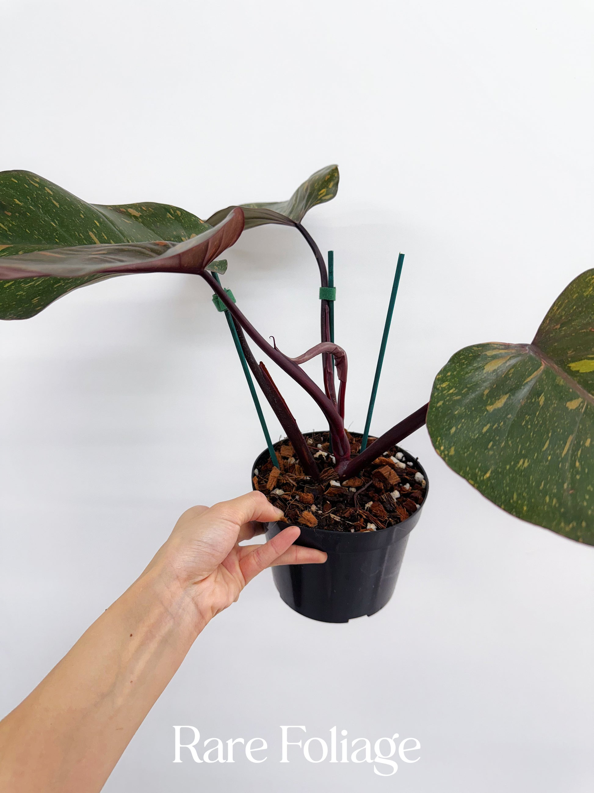 philodendron green princess rare Philodendron Orange Princess 4” – Rare Foliage Plant Co
