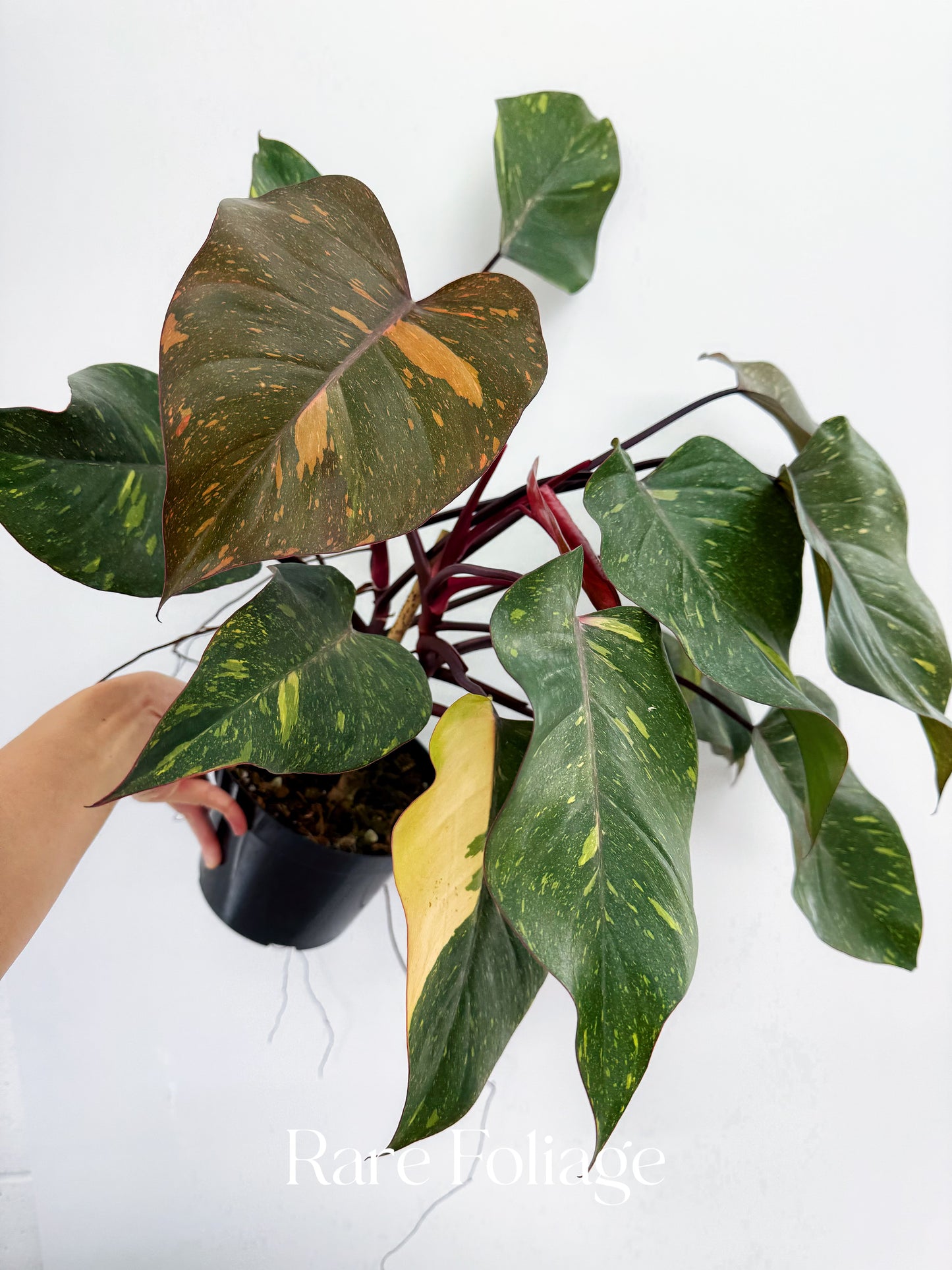 Philodendron Orange Princess 6” Exact Plant