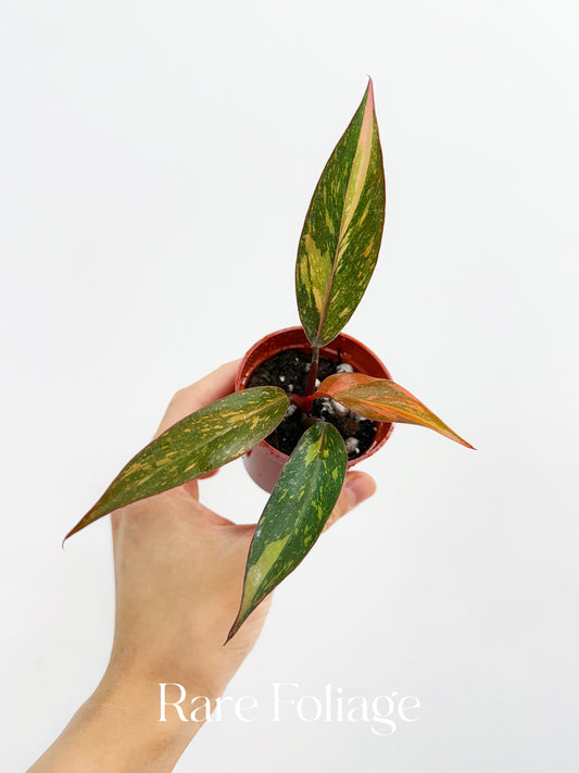 Philodendron Orange Princess Marble 3”