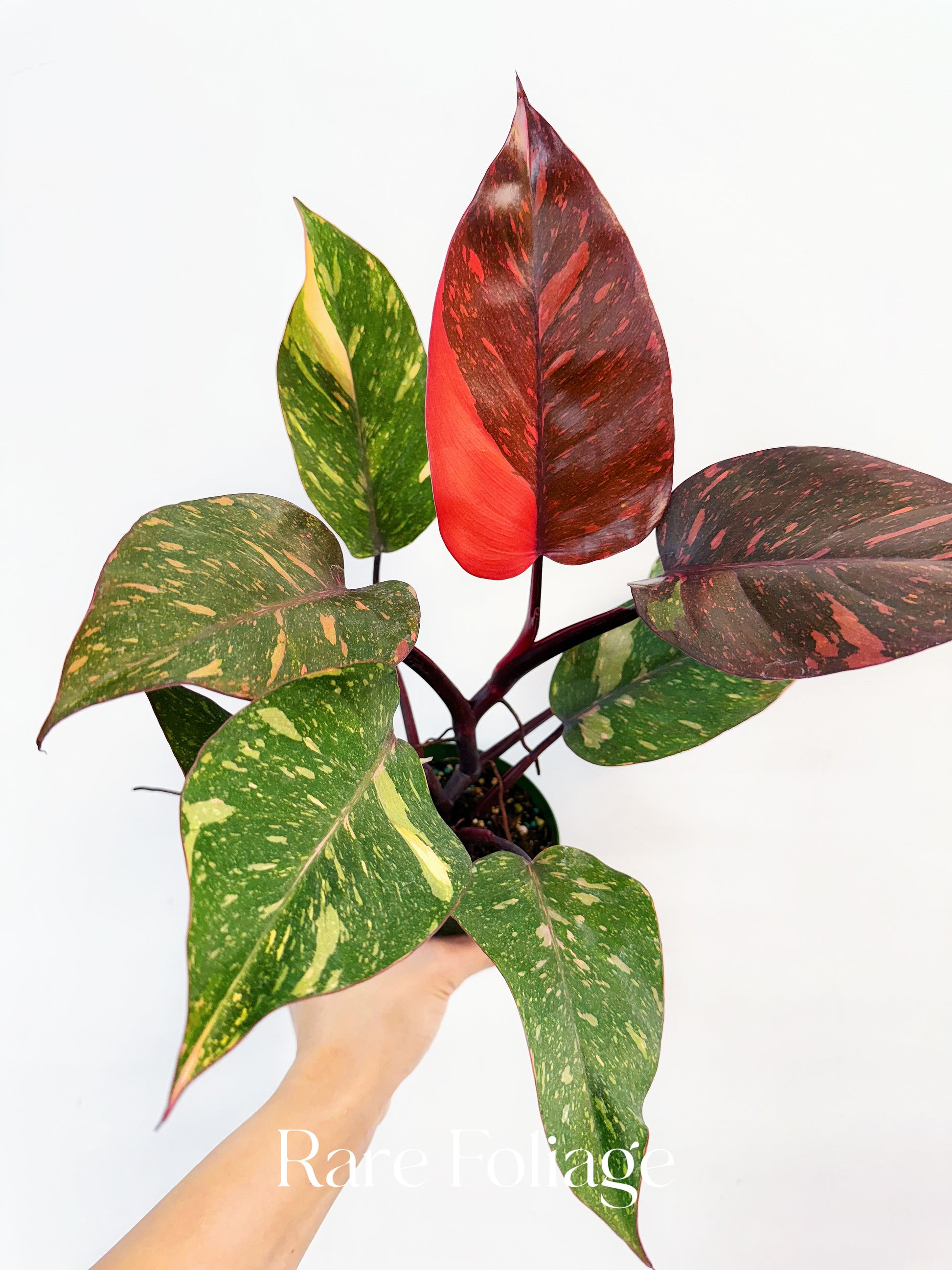 philodendron red princess Philodendron Orange Princess Marble 4” – Rare Foliage Plant Co