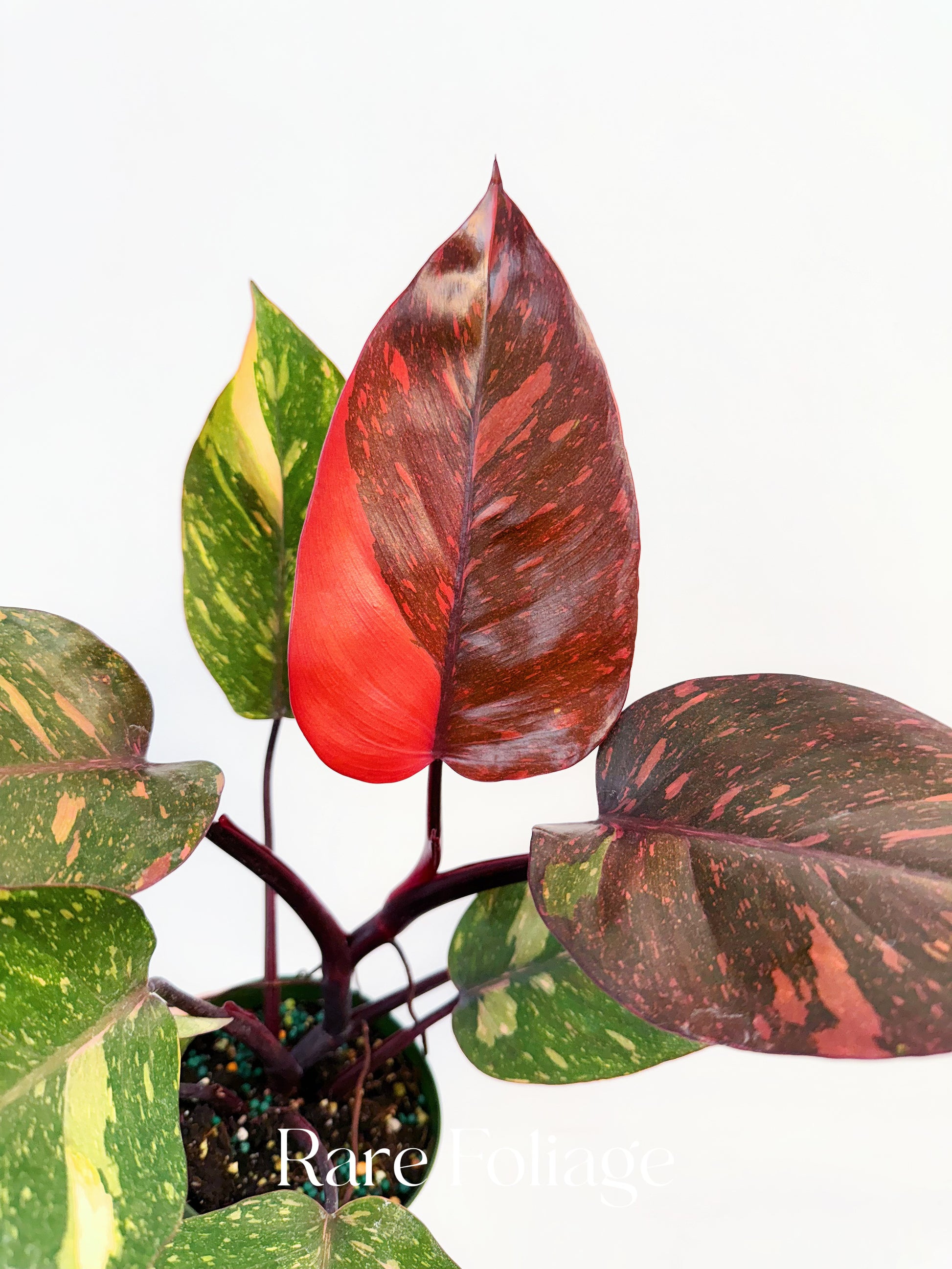 philodendron ombre Philodendron Orange Princess Marble 4” – Rare Foliage Plant Co