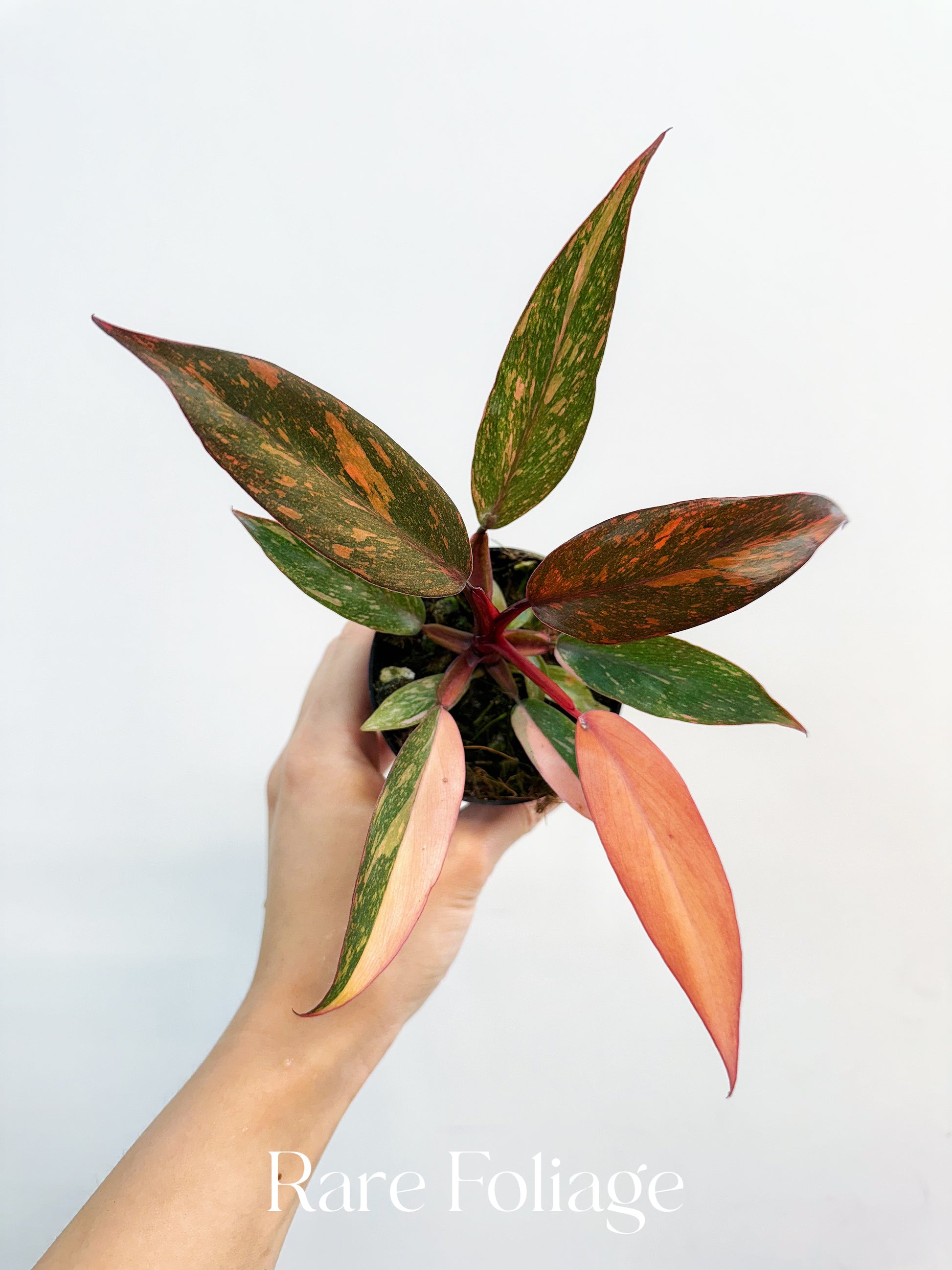 philodendron ombre Philodendron Orange Princess Marble 3” – Rare Foliage Plant Co