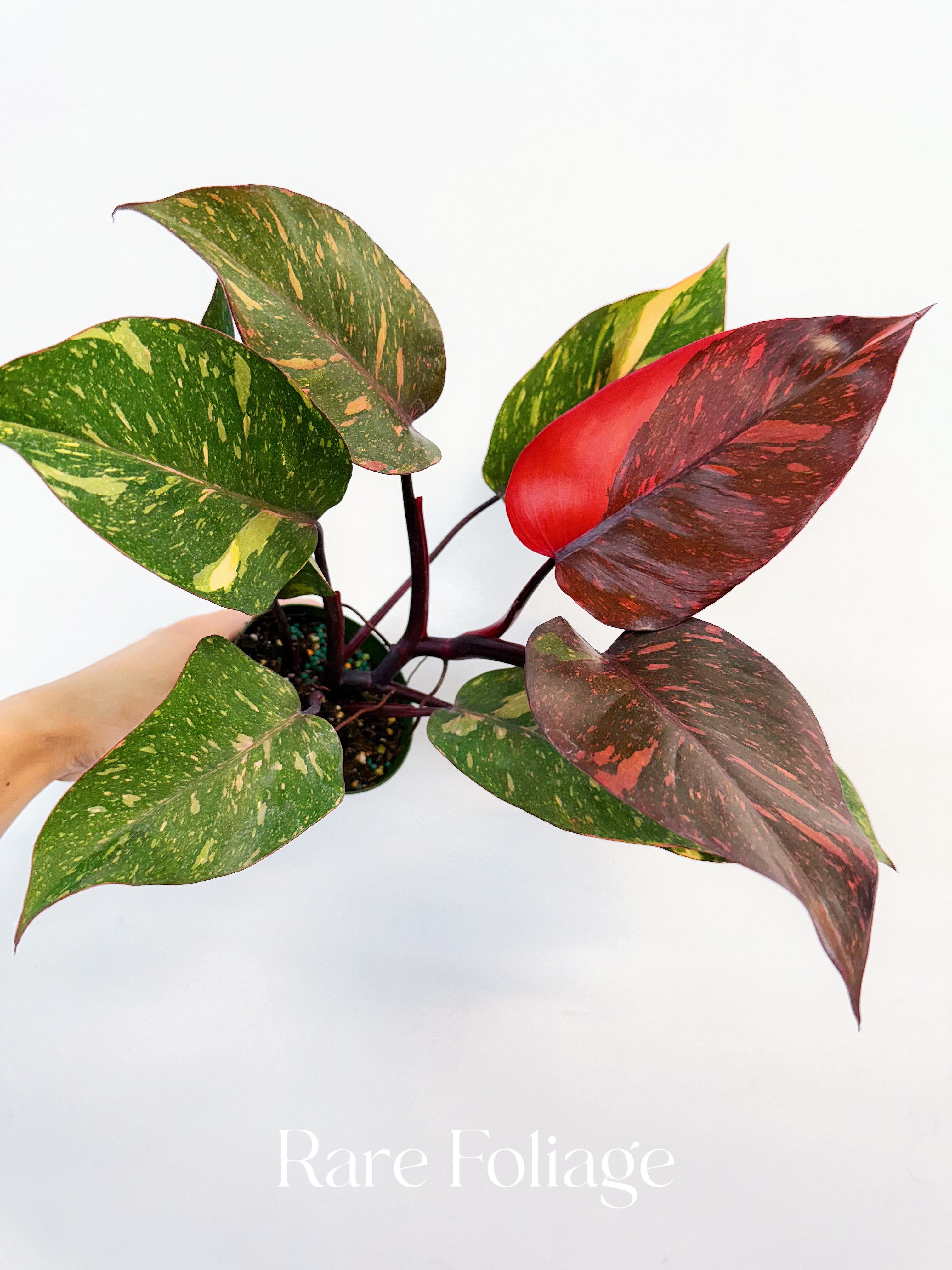 Philodendron Orange Princess Marble Galaxy - Thumbnail 4