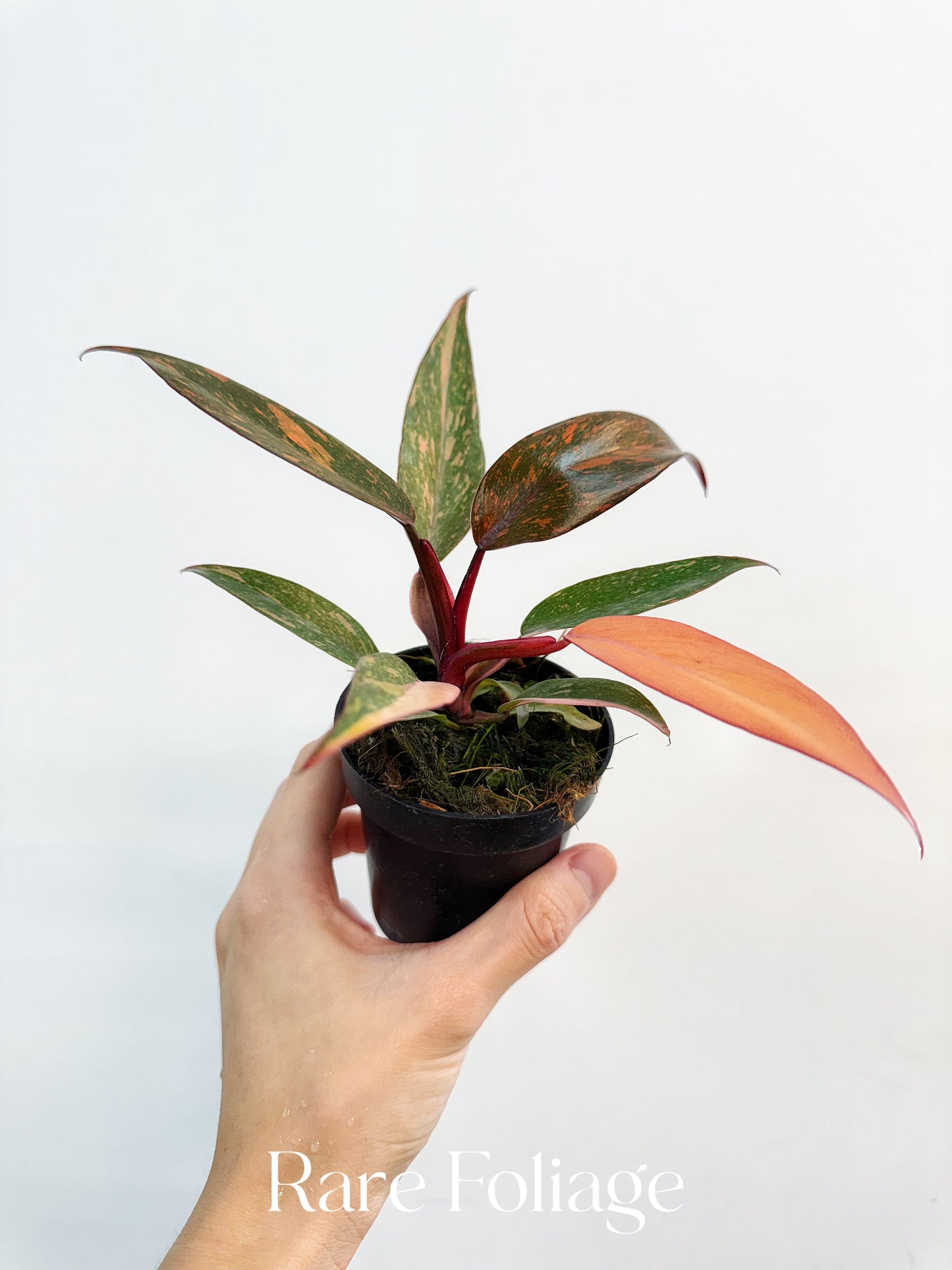 Philodendron Orange Princess Marble 3”