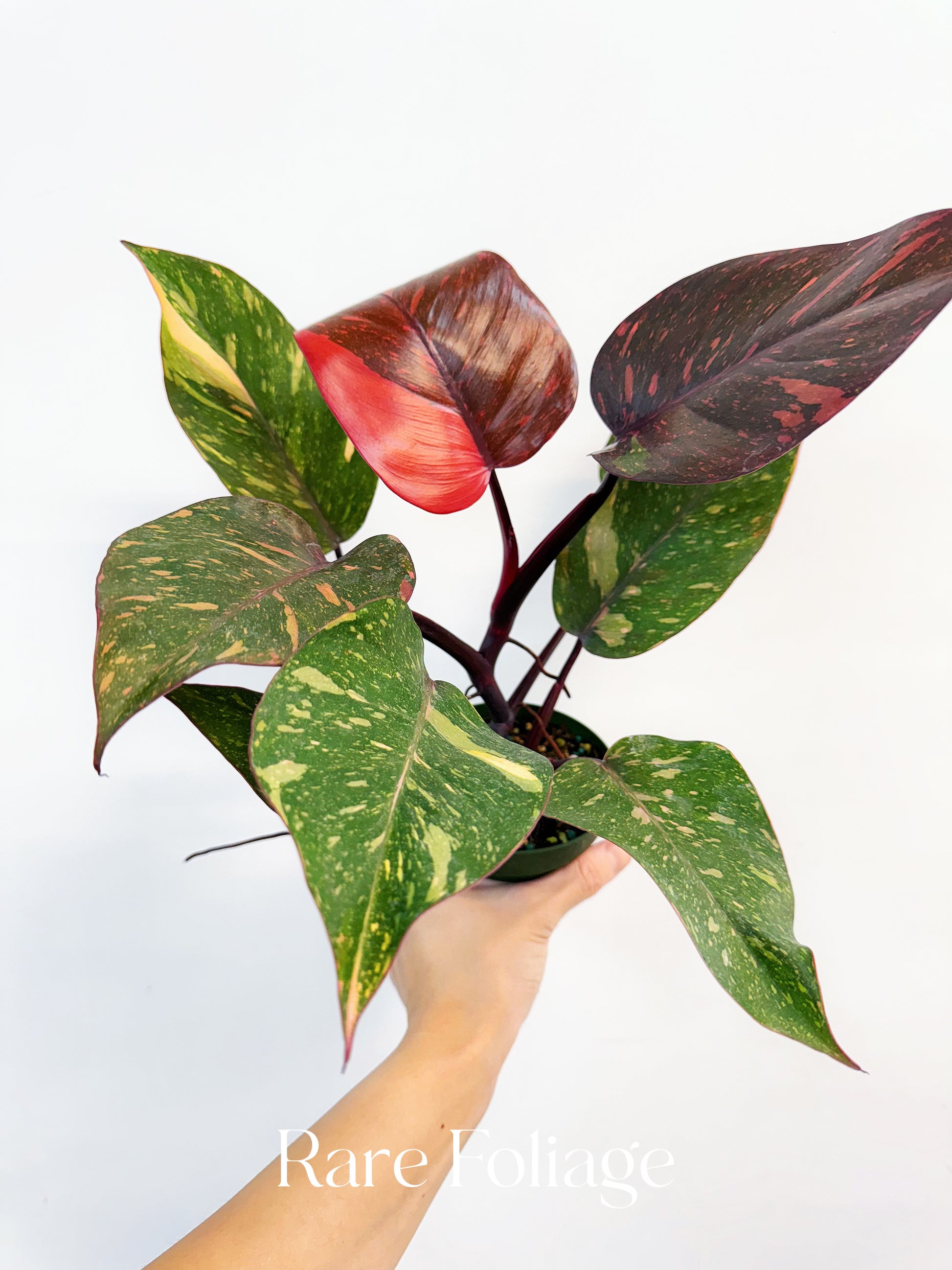 philodendron ombre Philodendron Orange Princess Marble 4” – Rare Foliage Plant Co