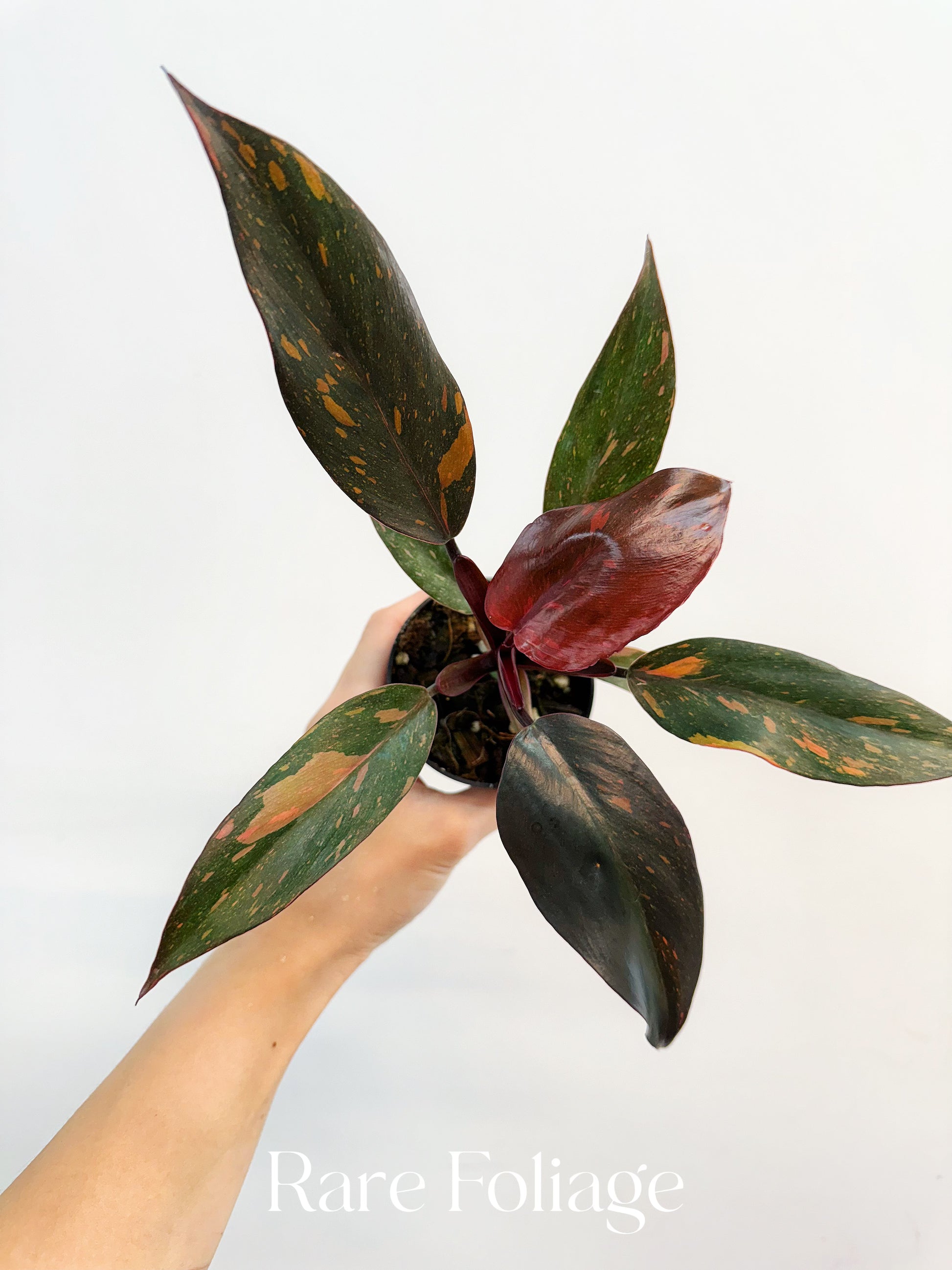 philodendron ombre Philodendron Orange Princess Marble 3” – Rare Foliage Plant Co