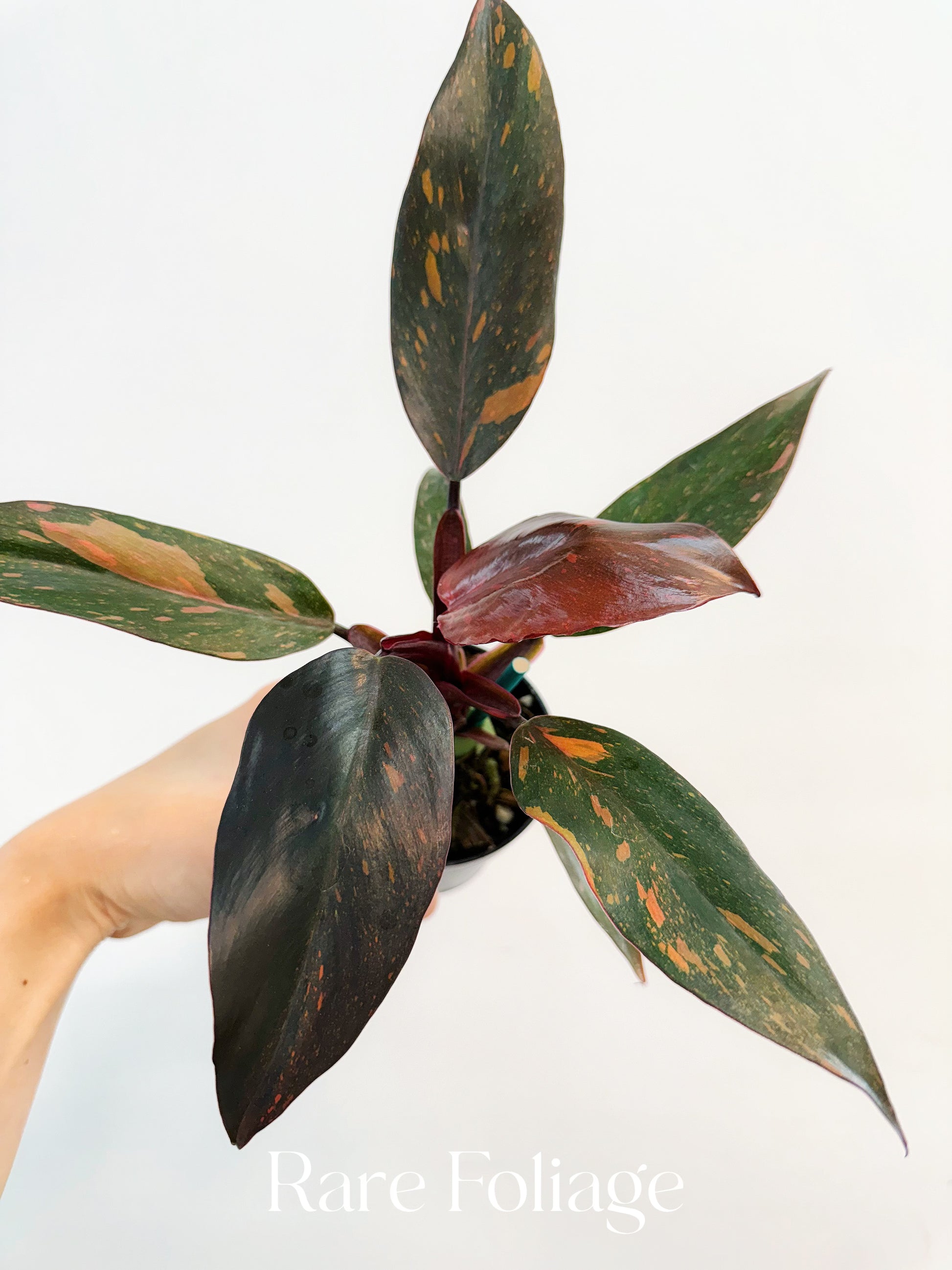philodendron orange princess marble Philodendron Orange Princess Marble 3” – Rare Foliage Plant Co