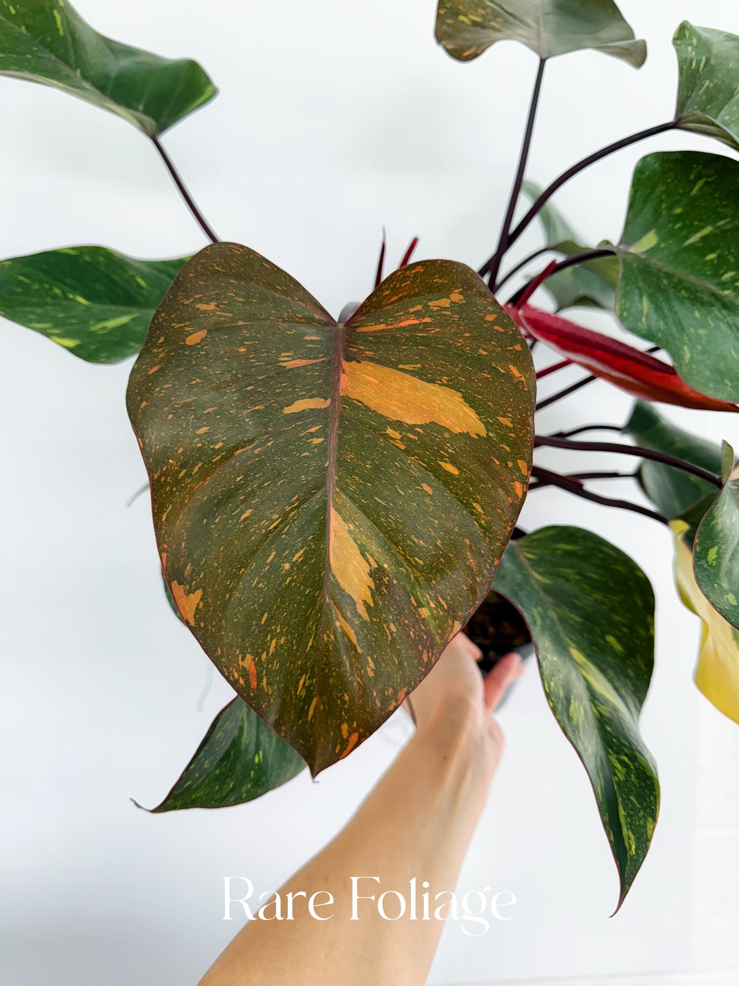 Philodendron Orange Princess 6” Exact Plant