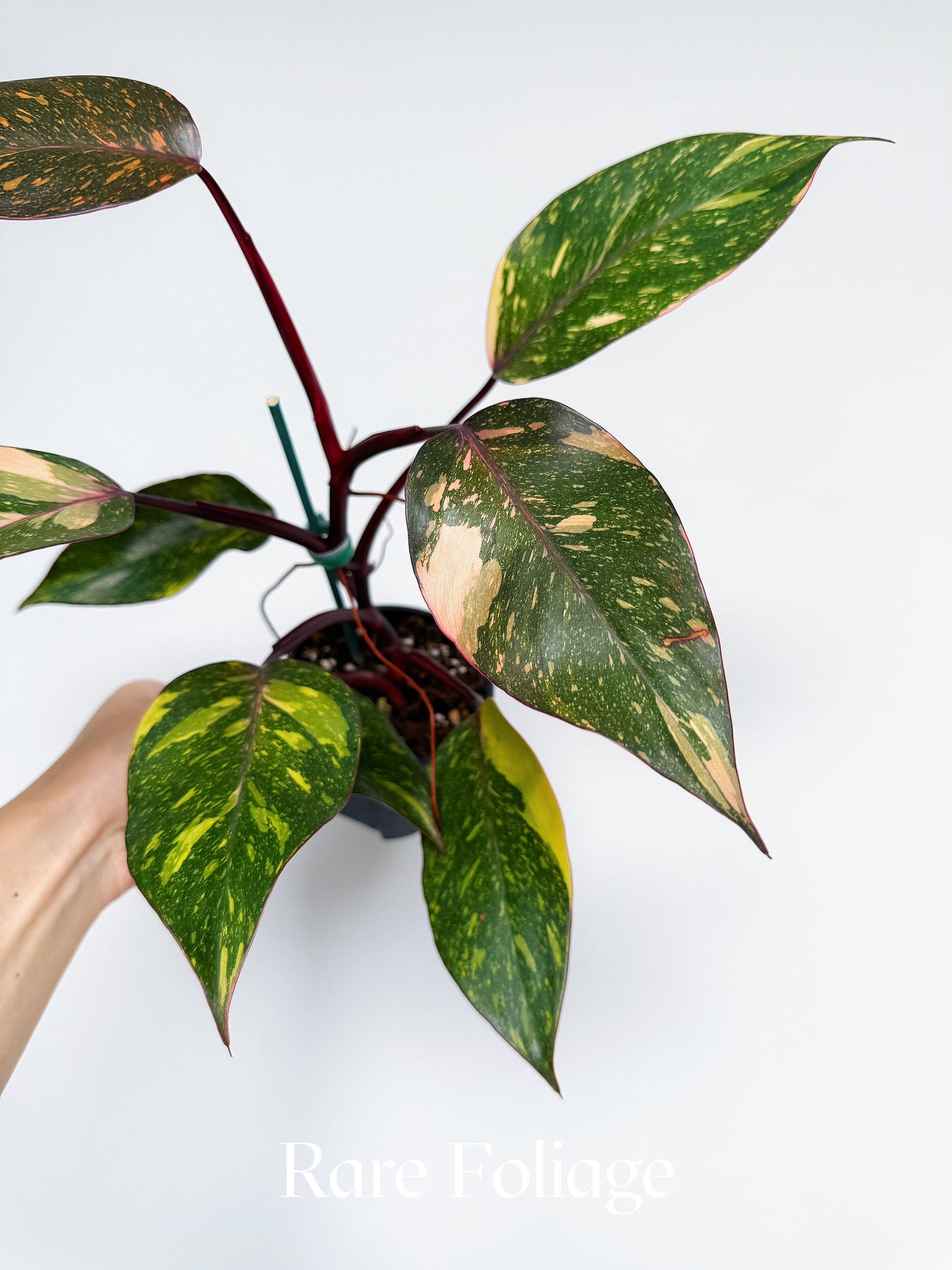 Philodendron Orange Princess 4”