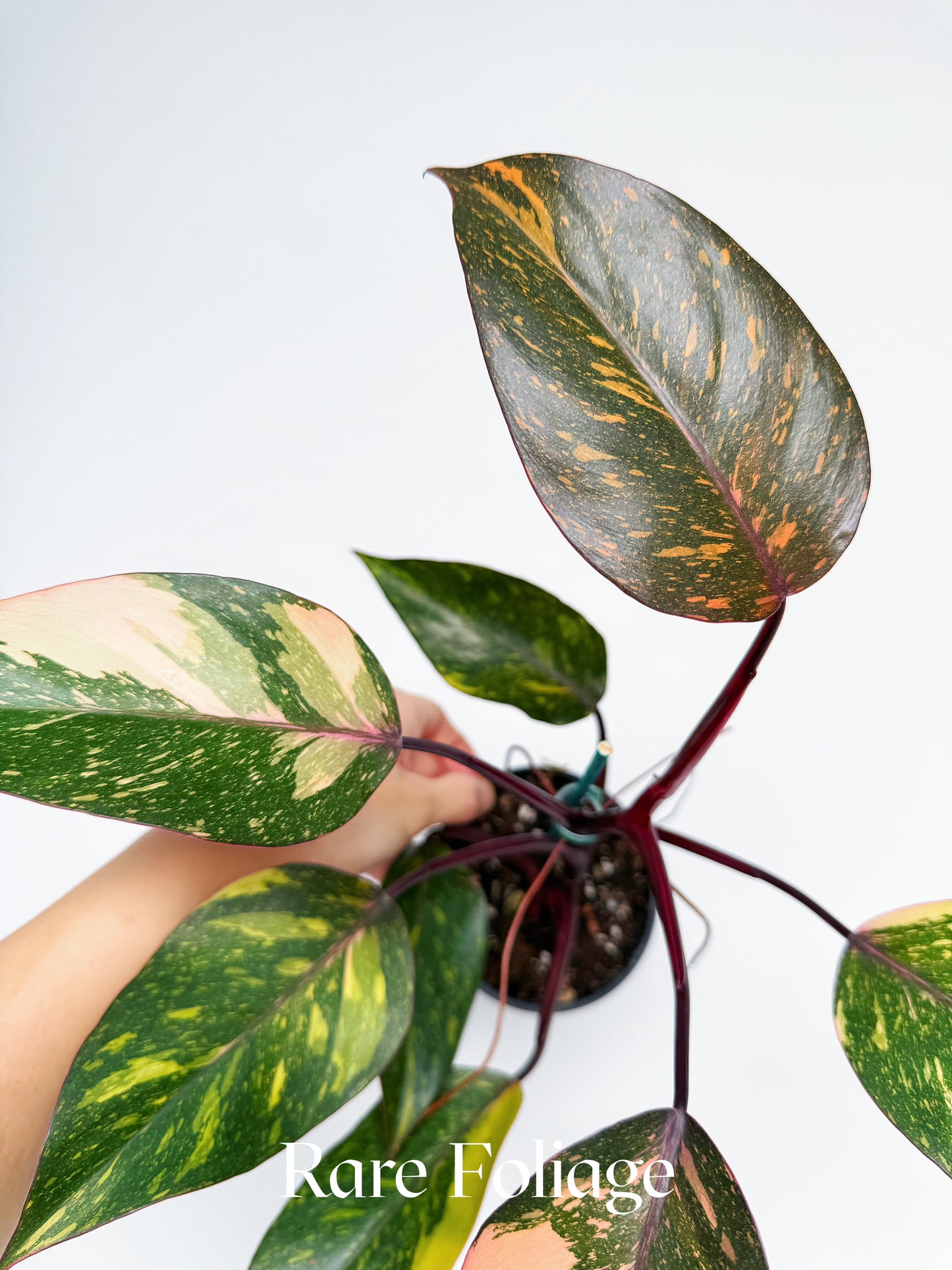 Philodendron Orange Princess 4”