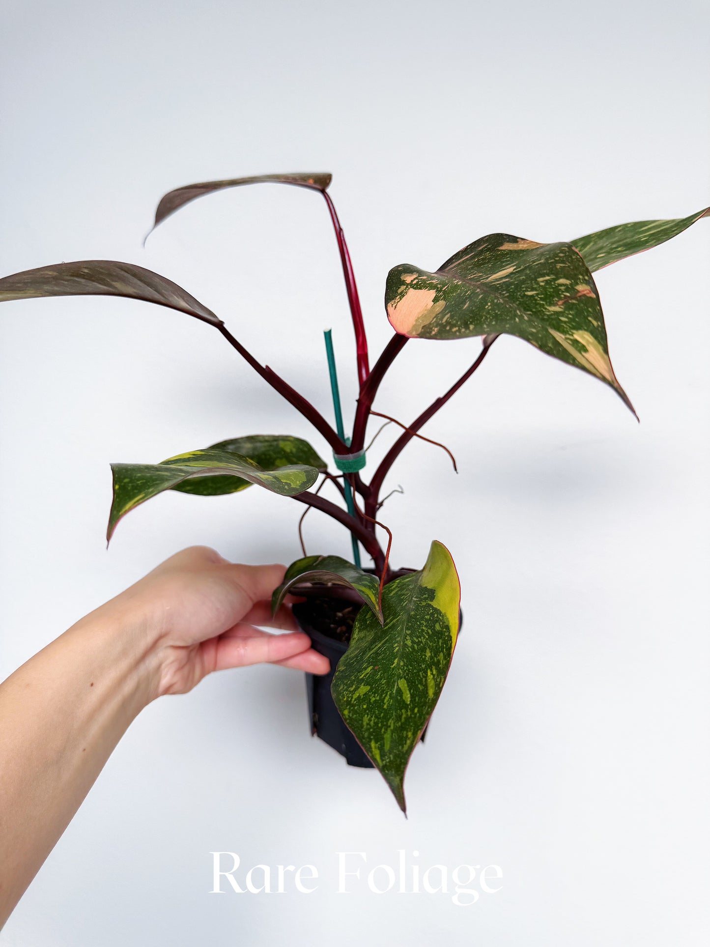 Philodendron Orange Princess 4”