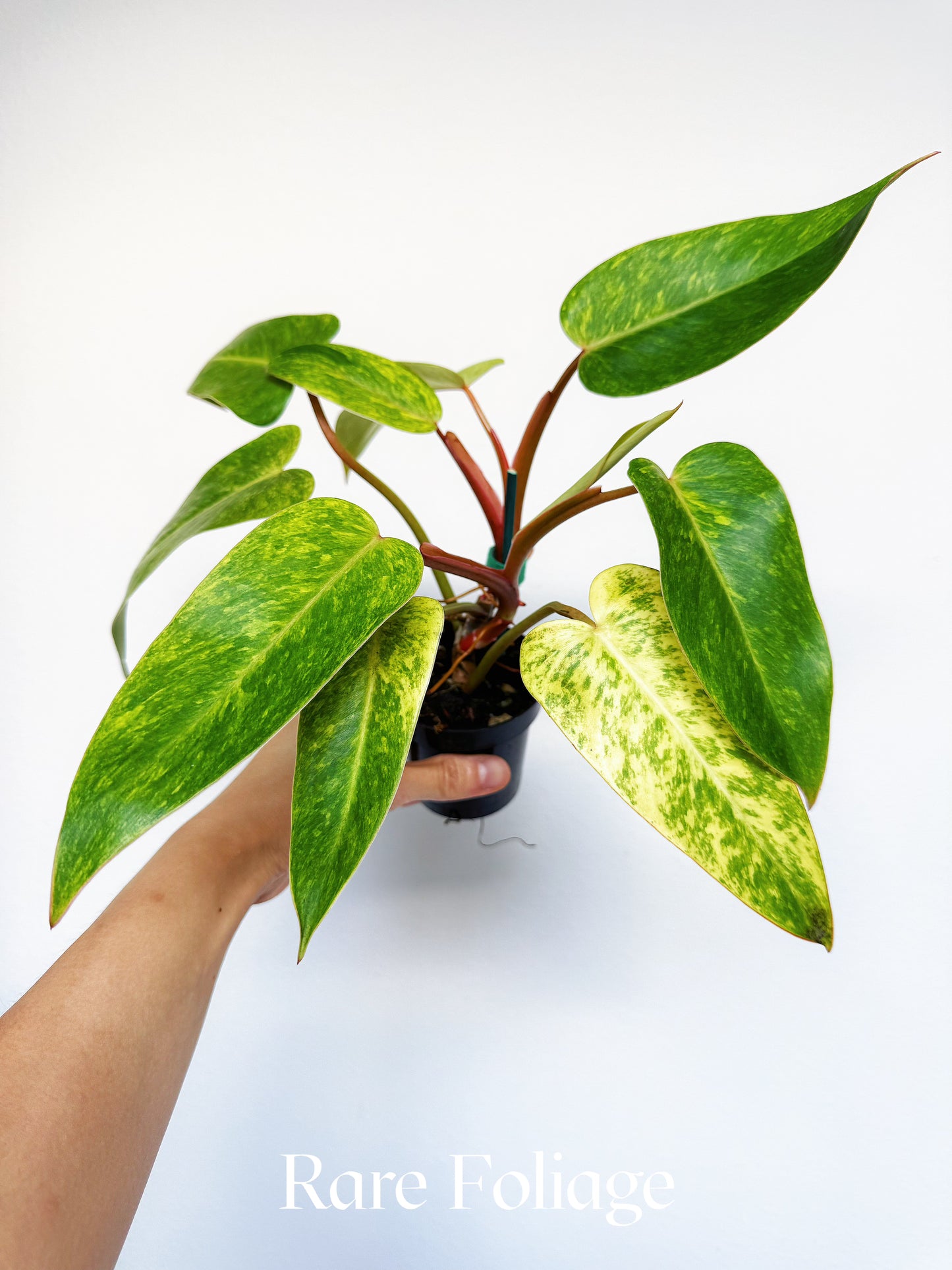 Philodendron Painted Lady 3"