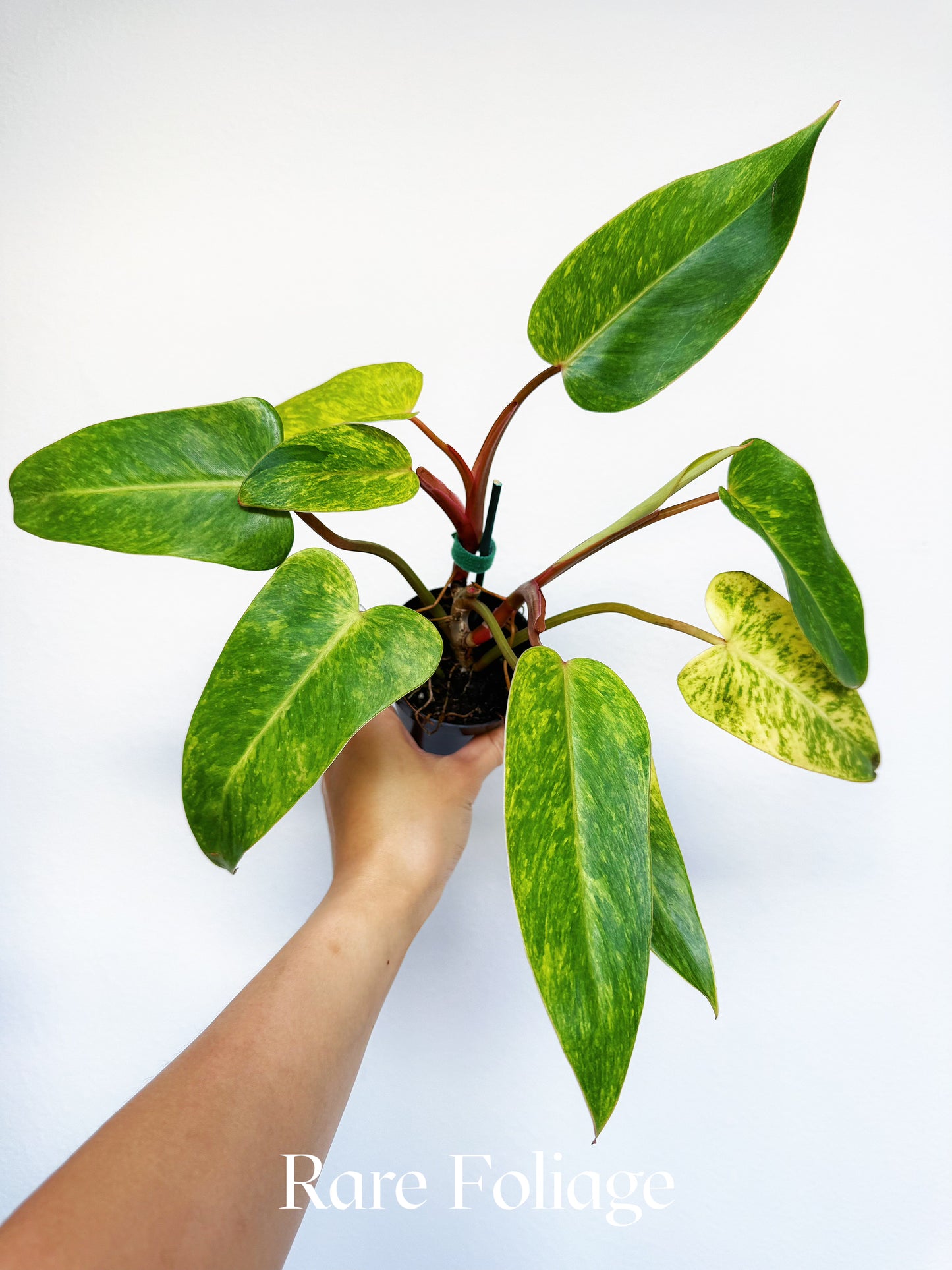 Philodendron Painted Lady 3"