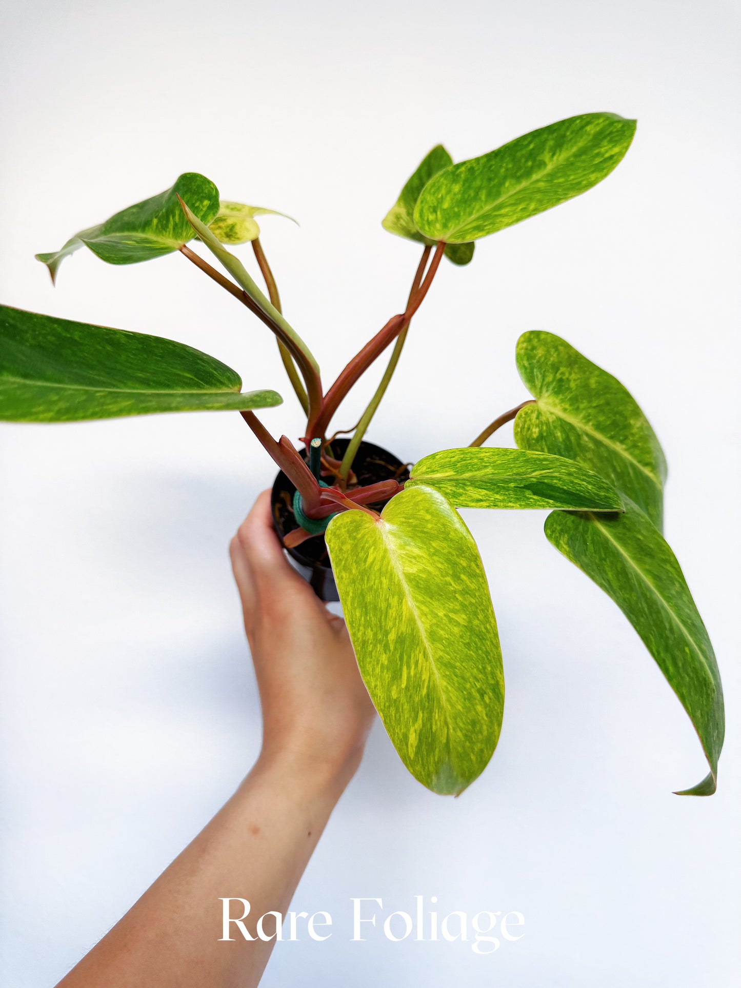 Philodendron Painted Lady 3"