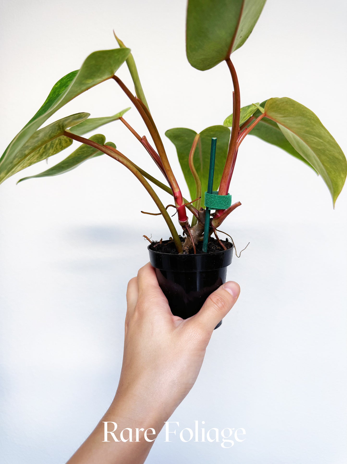 Philodendron Painted Lady 3"