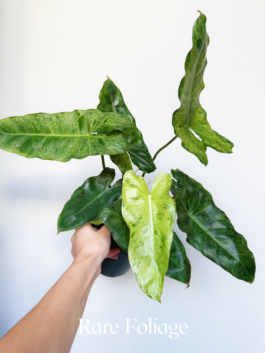 Philodendron Paraiso Verde 6"