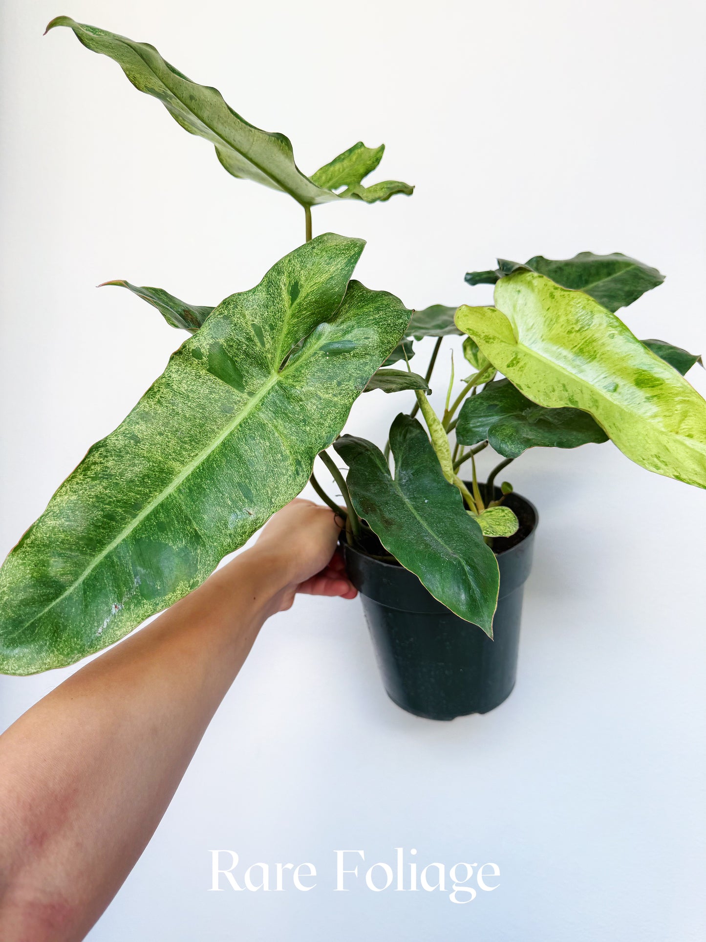 Philodendron Paraiso Verde 6"