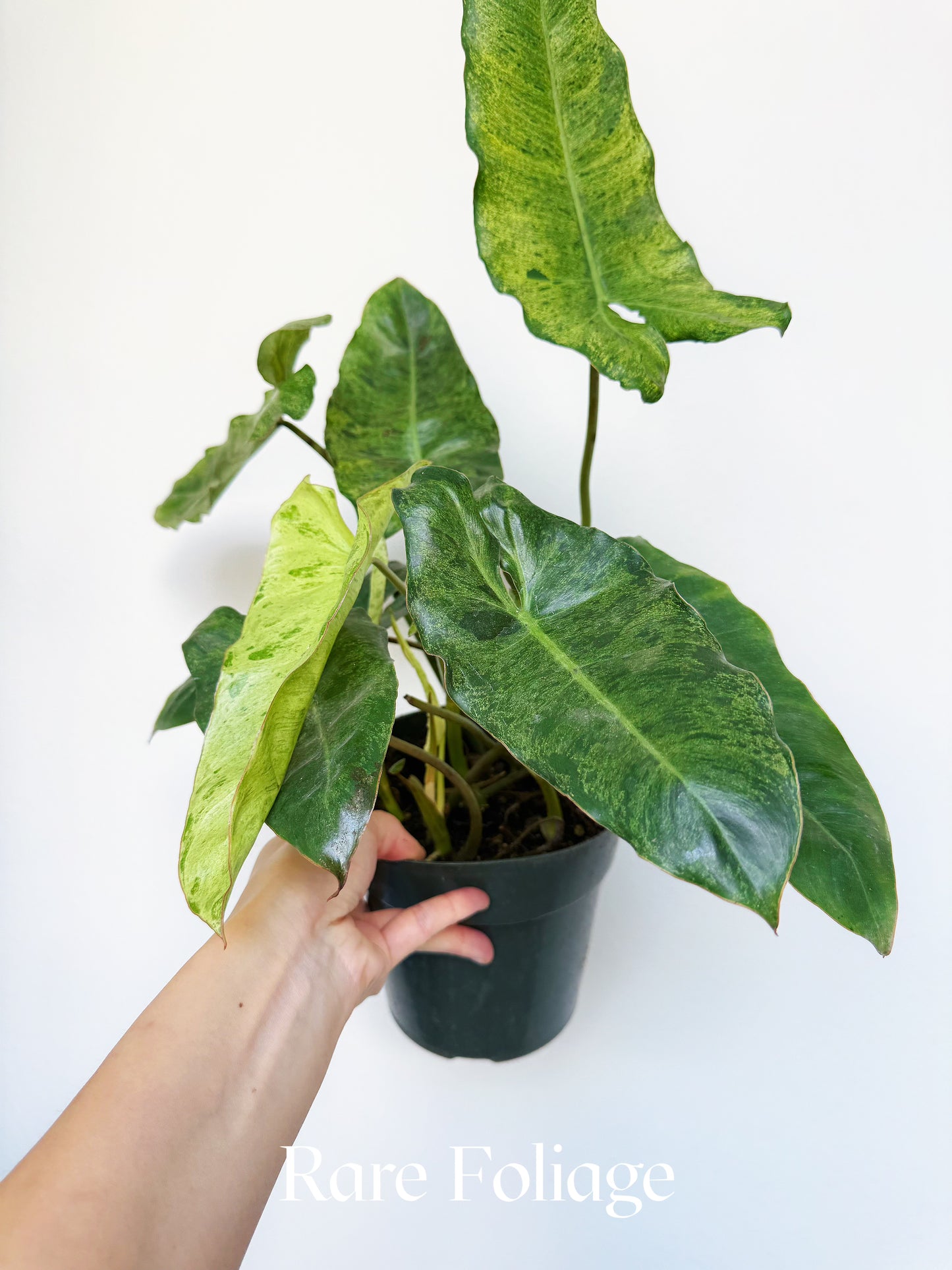 Philodendron Paraiso Verde 6"
