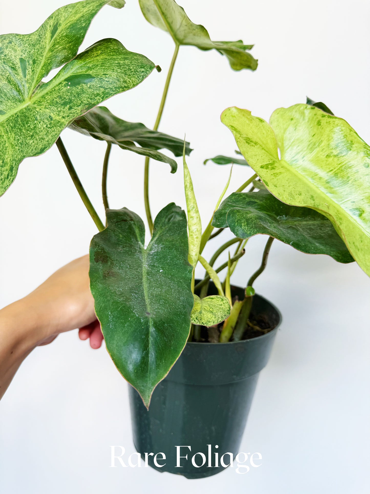 Philodendron Paraiso Verde 6"