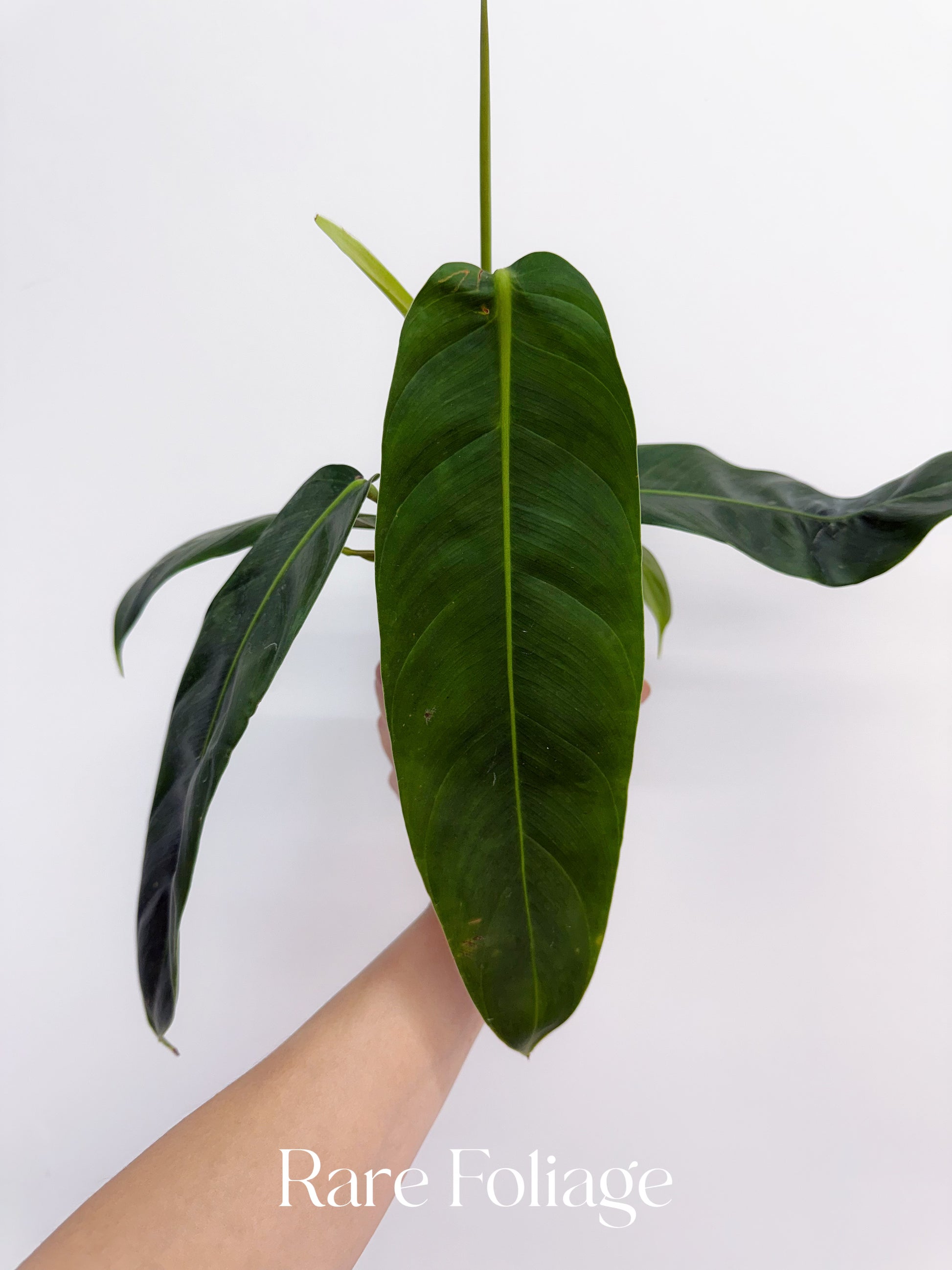 philodendron patricia Philodendron Patricia 4"