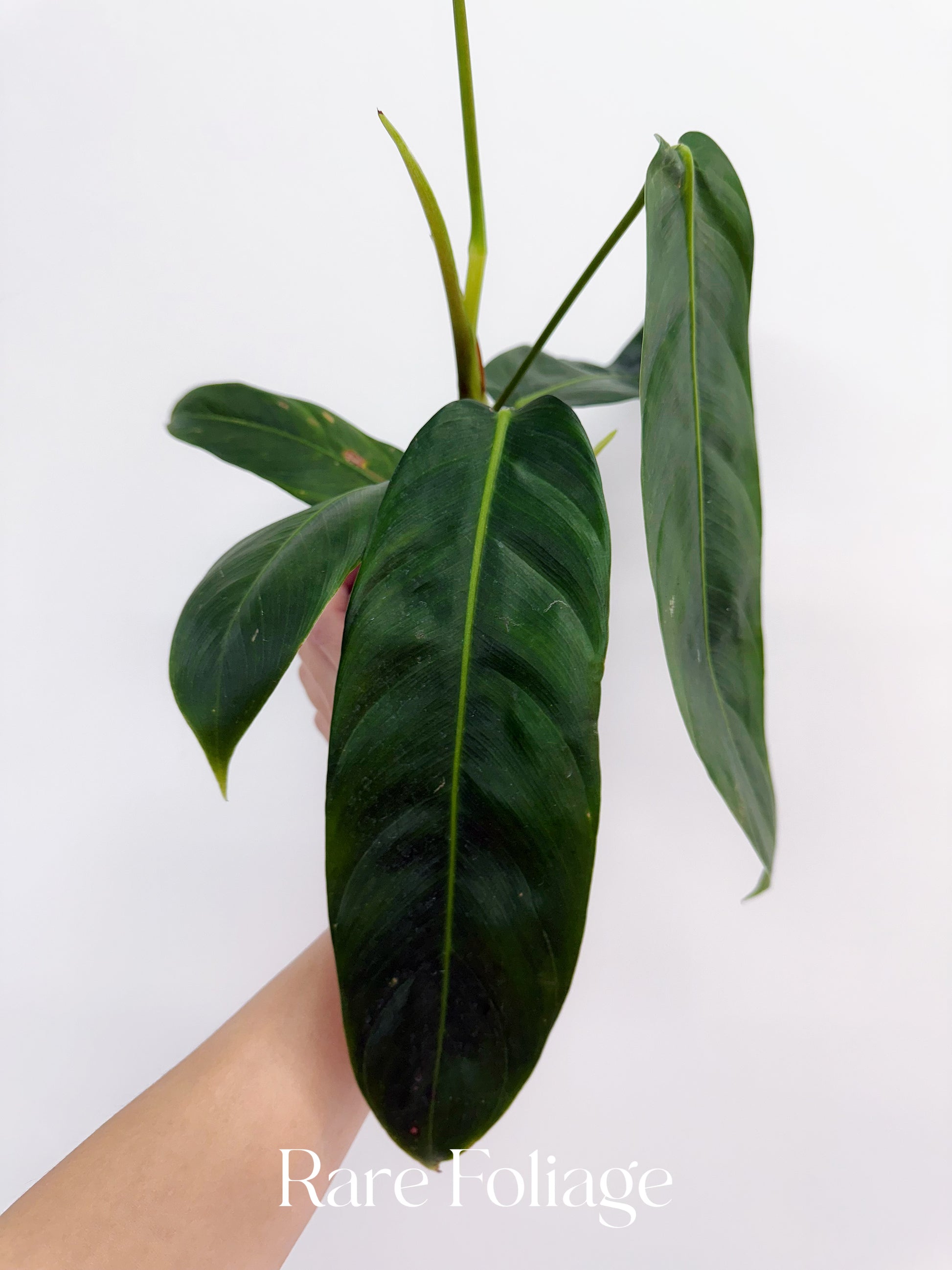 philodendron ' Philodendron Patricia 4"