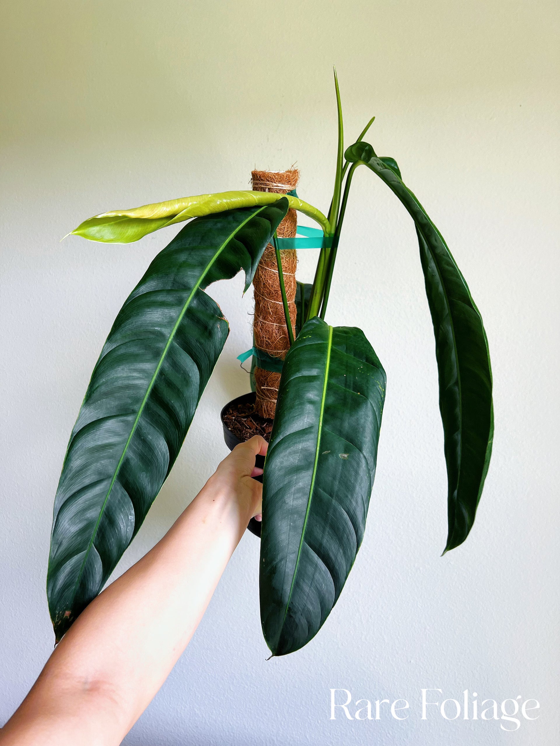 philodendron patriciae for sale Philodendron Patriciae 8” XL – Rare Foliage Plant Co