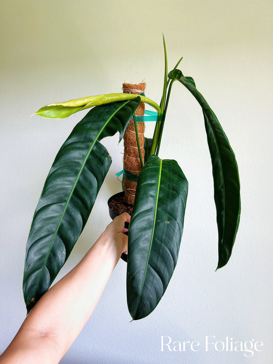 Philodendron Patriciae 8” XL