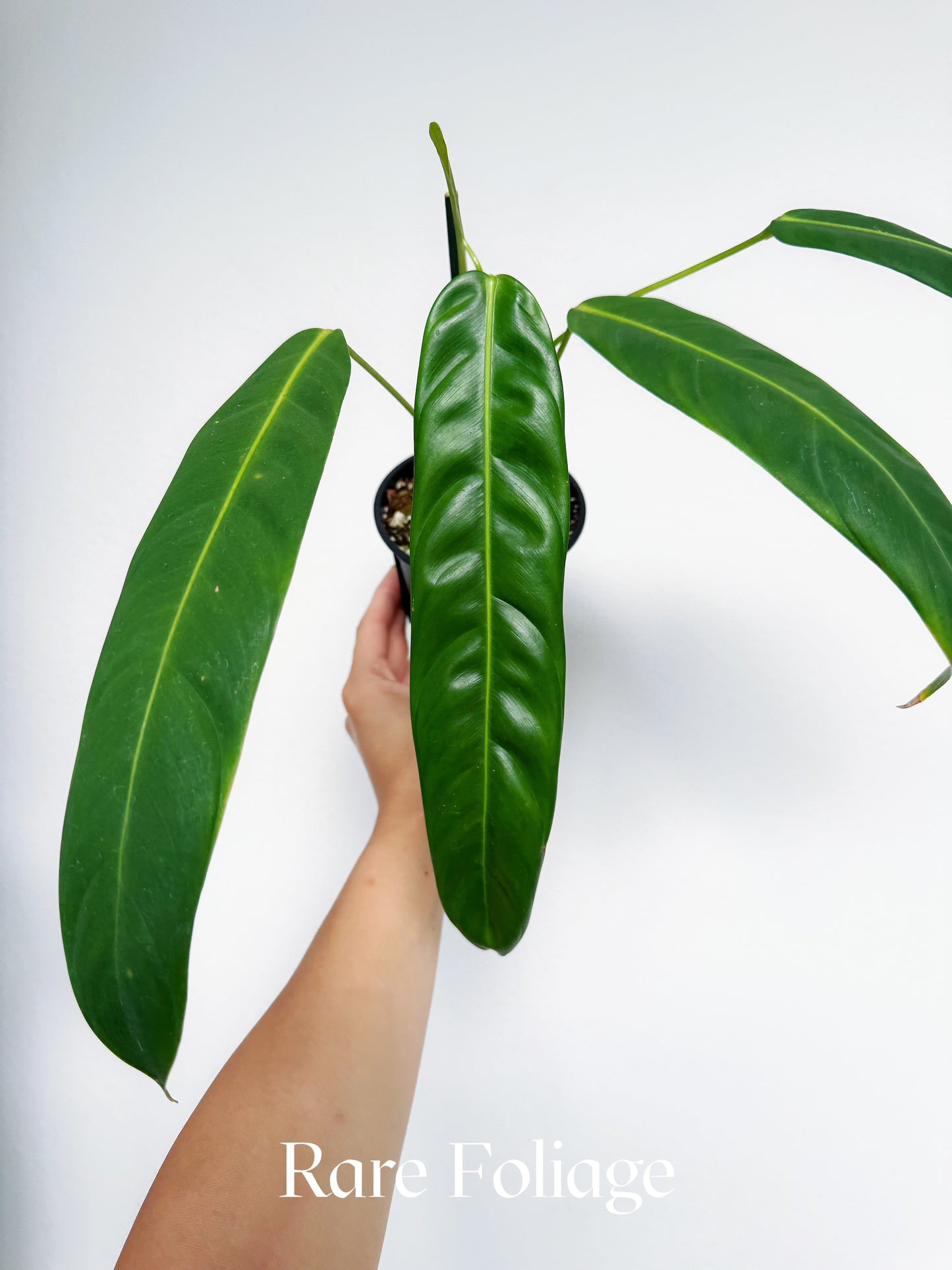 Philodendron Patriciae 4"