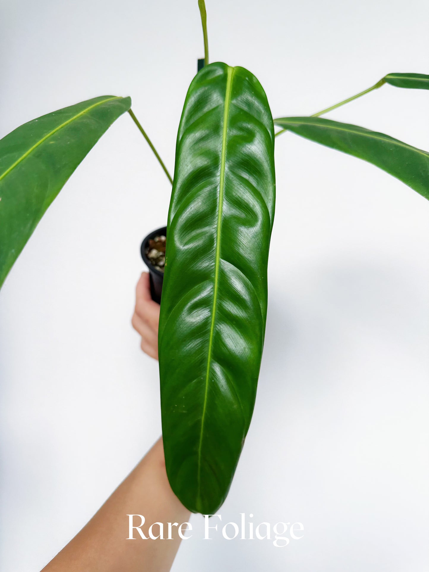 Philodendron Patriciae 4"