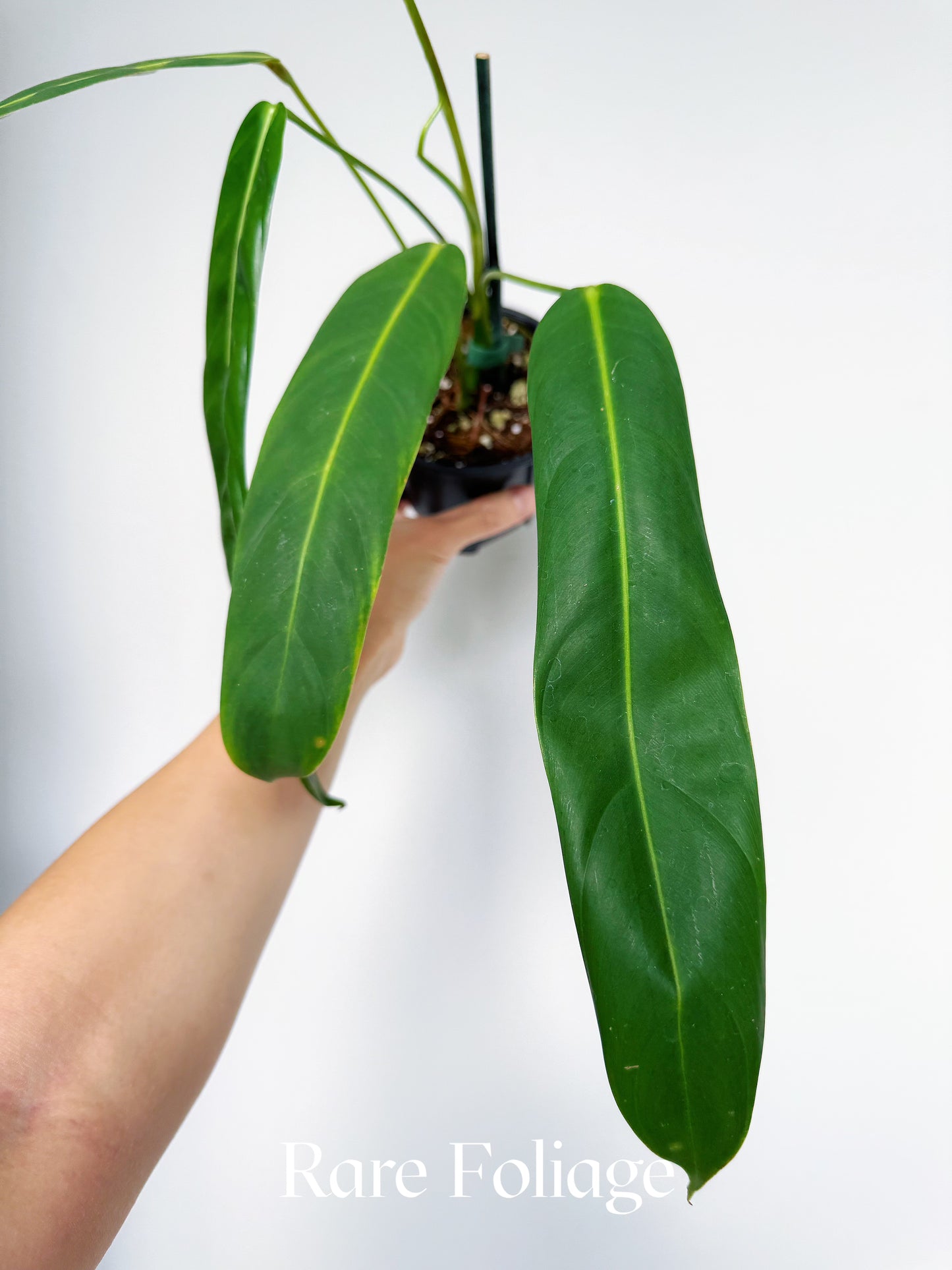 Philodendron Patriciae 4"