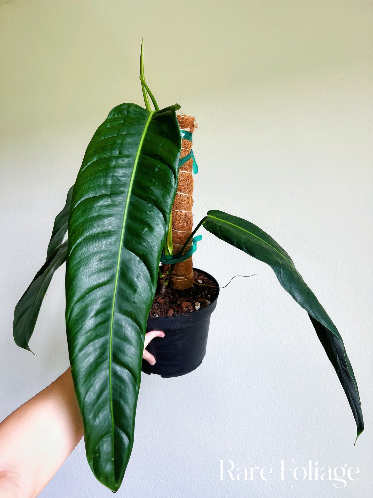 Philodendron Patriciae 8” XL