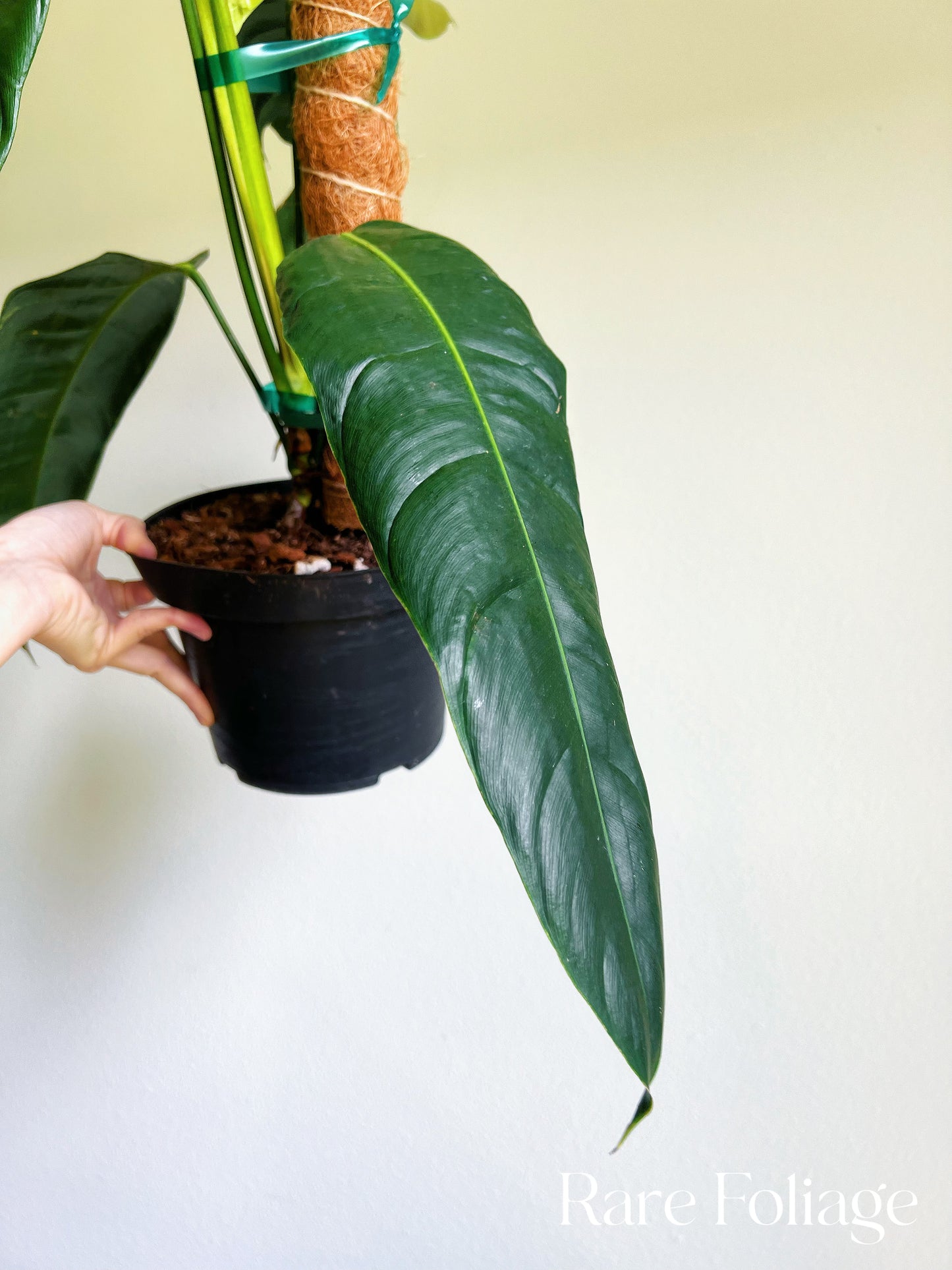 Philodendron Patriciae 8” XL