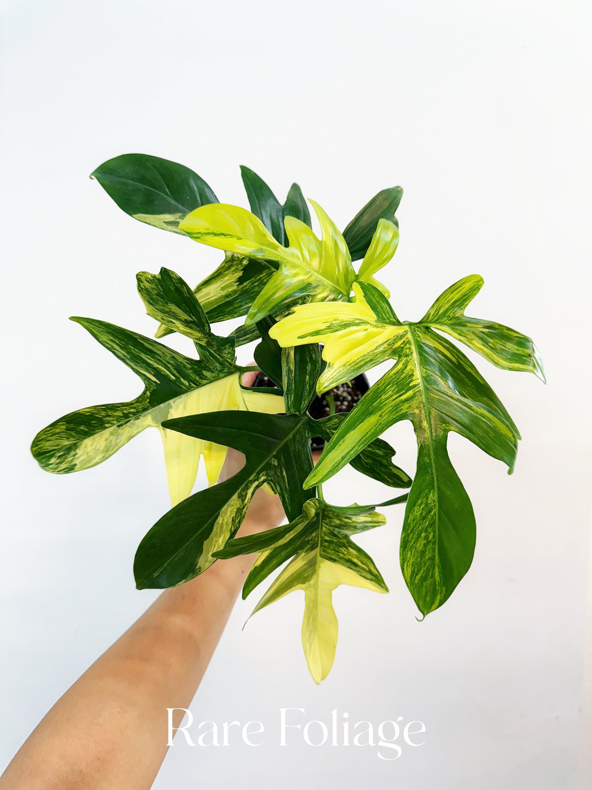 philodendron florida beauty vs pedatum Philodendron Pedatum Variegated 4"