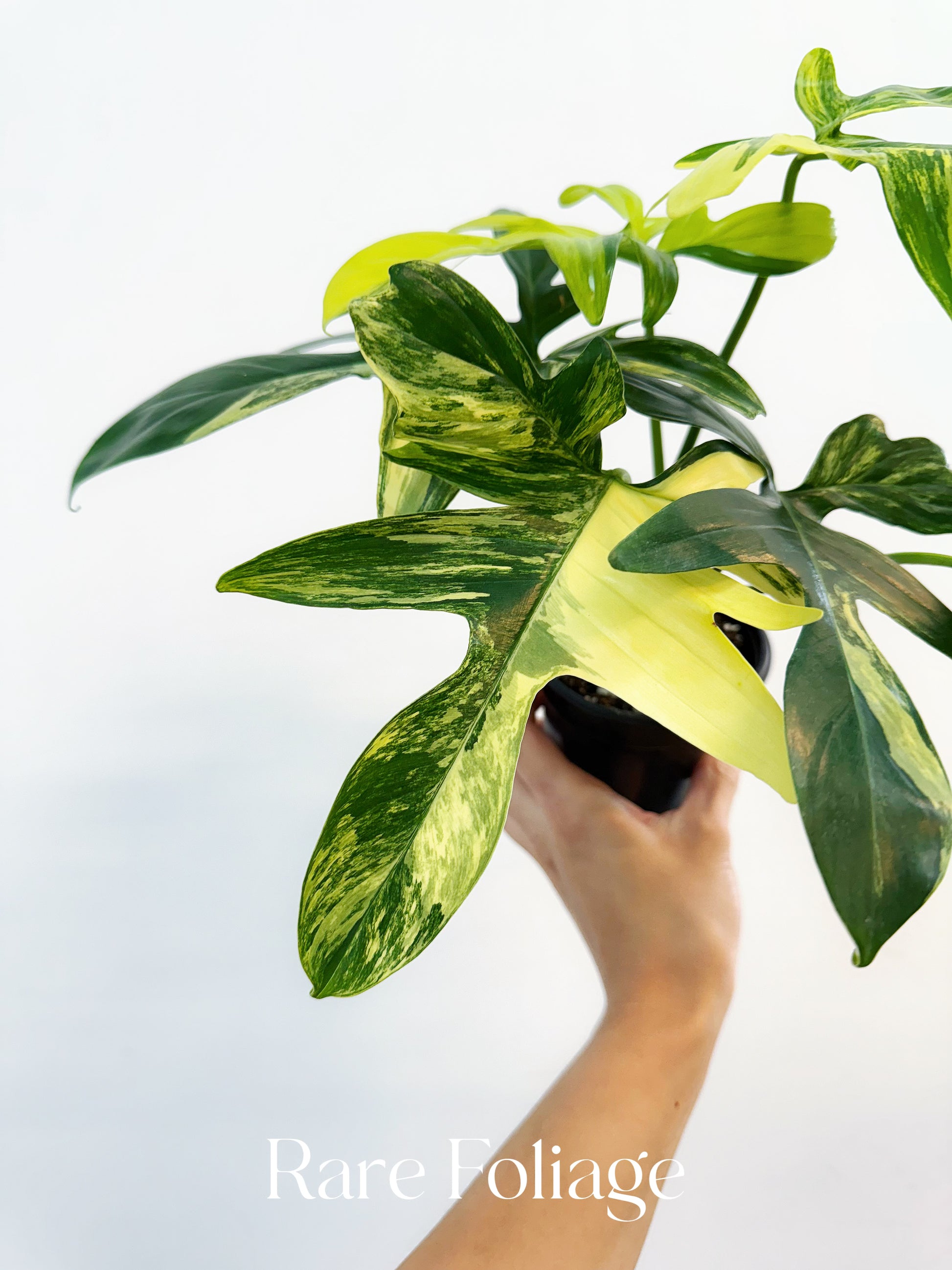 philodendron cordatum variegated Philodendron Pedatum Variegated 4" – Rare Foliage Plant Co