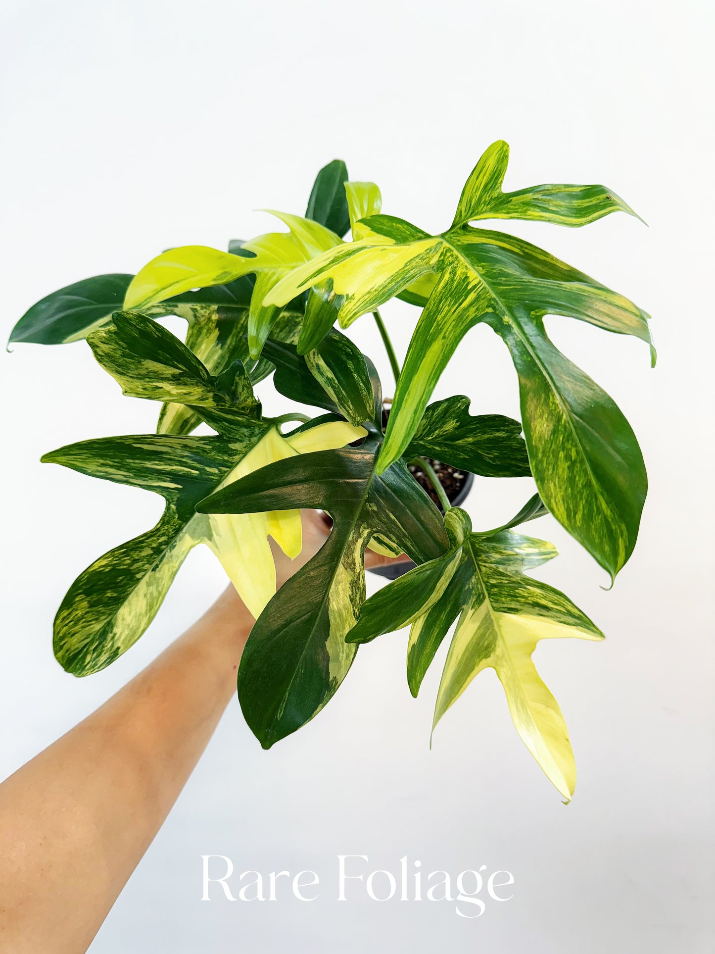 magic mask philodendron Philodendron Pedatum Variegated 4"