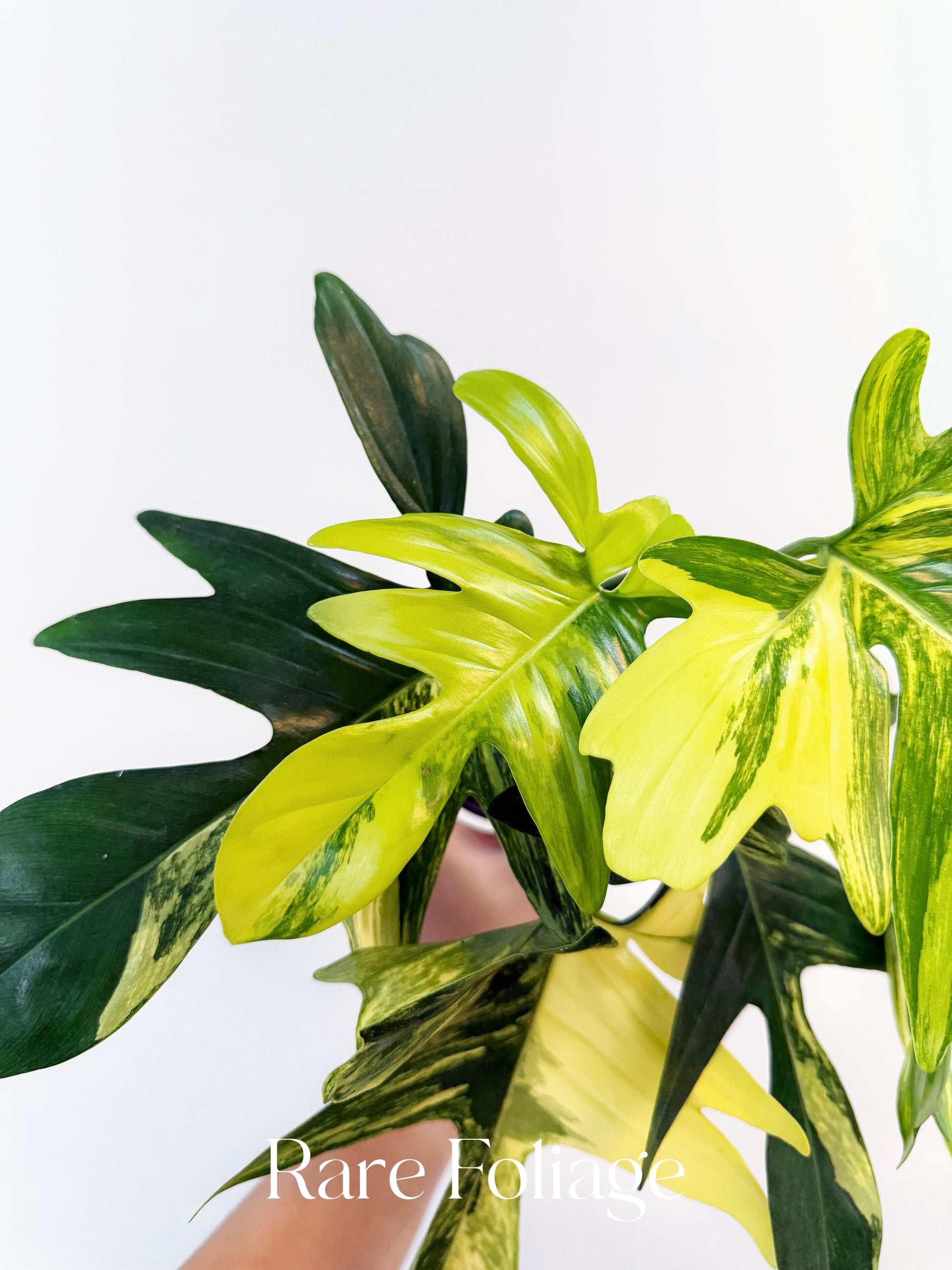 philodendron pedatum for sale Philodendron Pedatum Variegated 4"