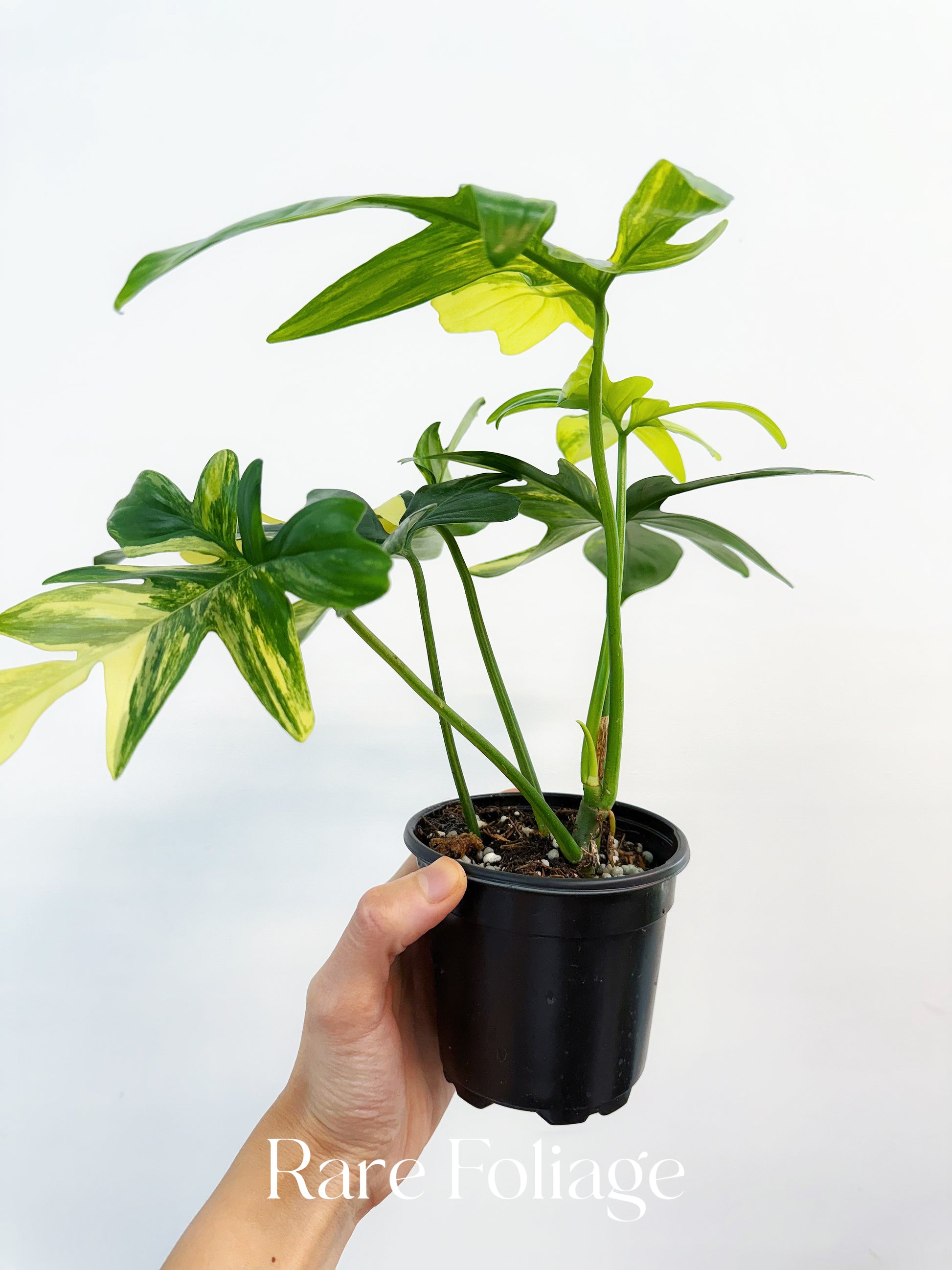 variegated philodendron pedatum Philodendron Pedatum Variegated 4"
