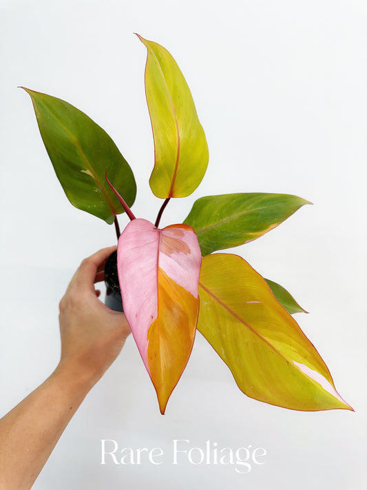 Philodendron Persimmon Princess Kunzo Lineage 4” Exact Plant