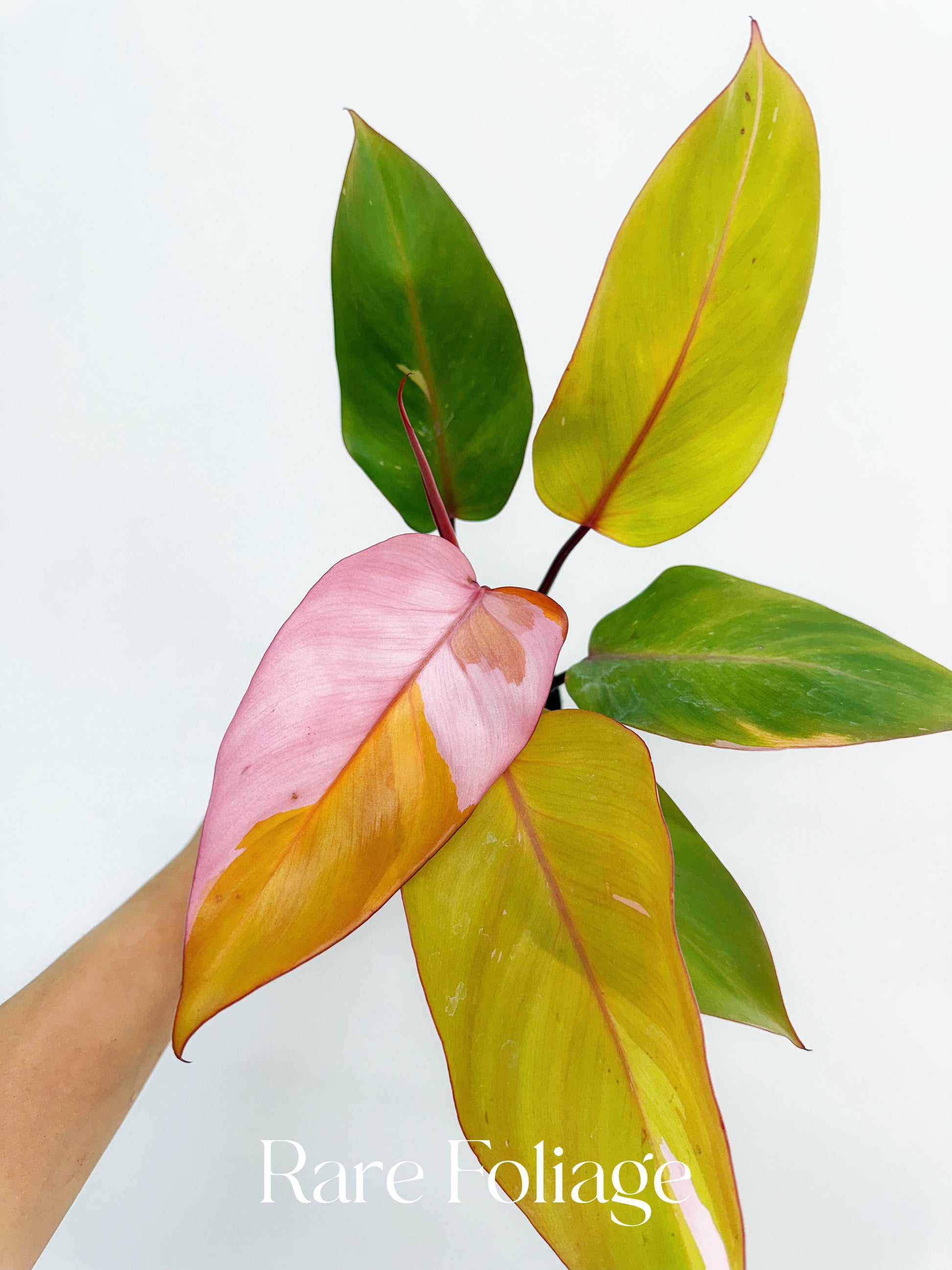 philodendron persimmon princess for sale Philodendron Persimmon Princess Kunzo Lineage 4” Exact Plant – Rare Foliage Plant Co