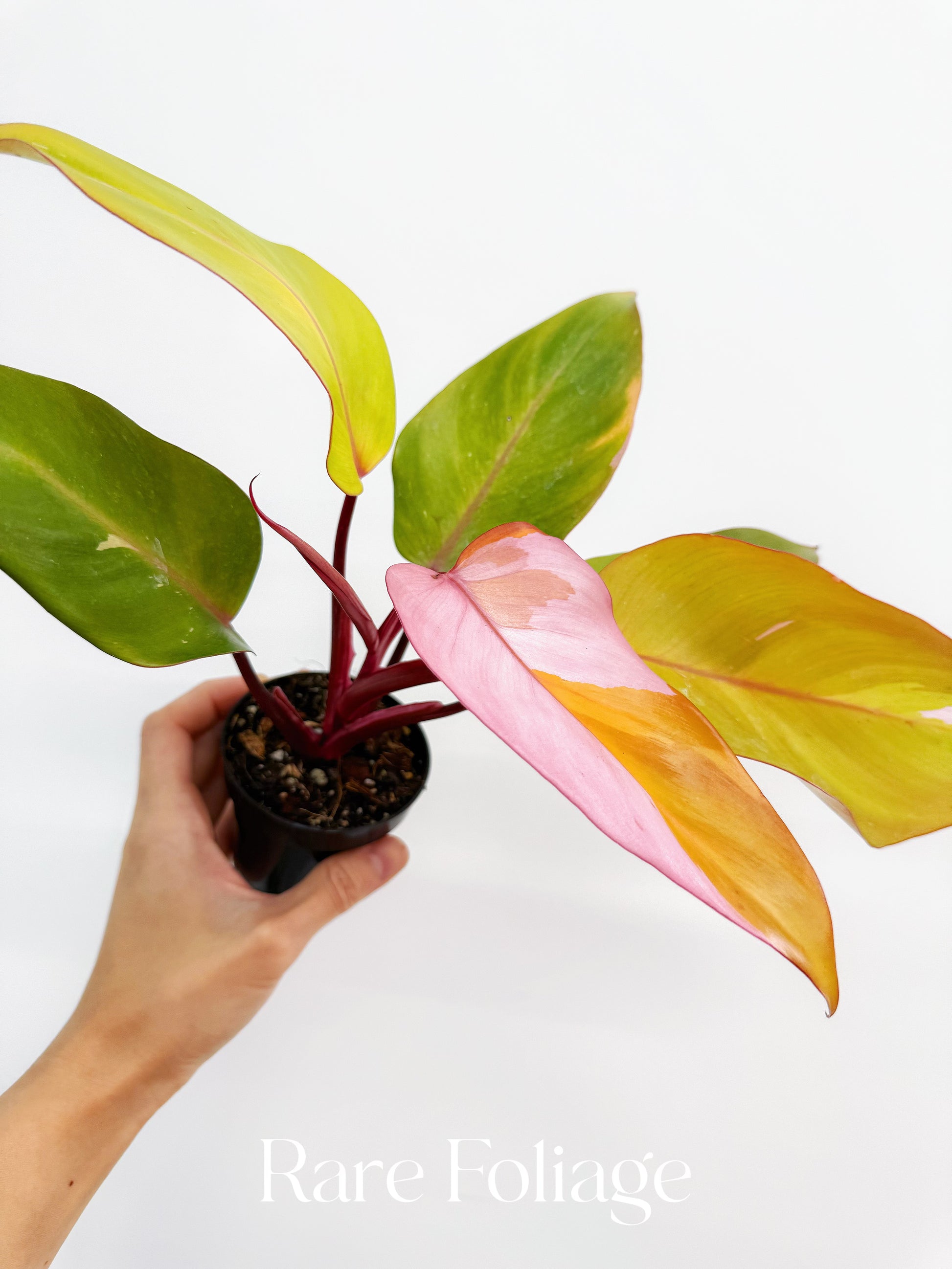 philodendron persimmon princess for sale Philodendron Persimmon Princess Kunzo Lineage 4” Exact Plant – Rare Foliage Plant Co