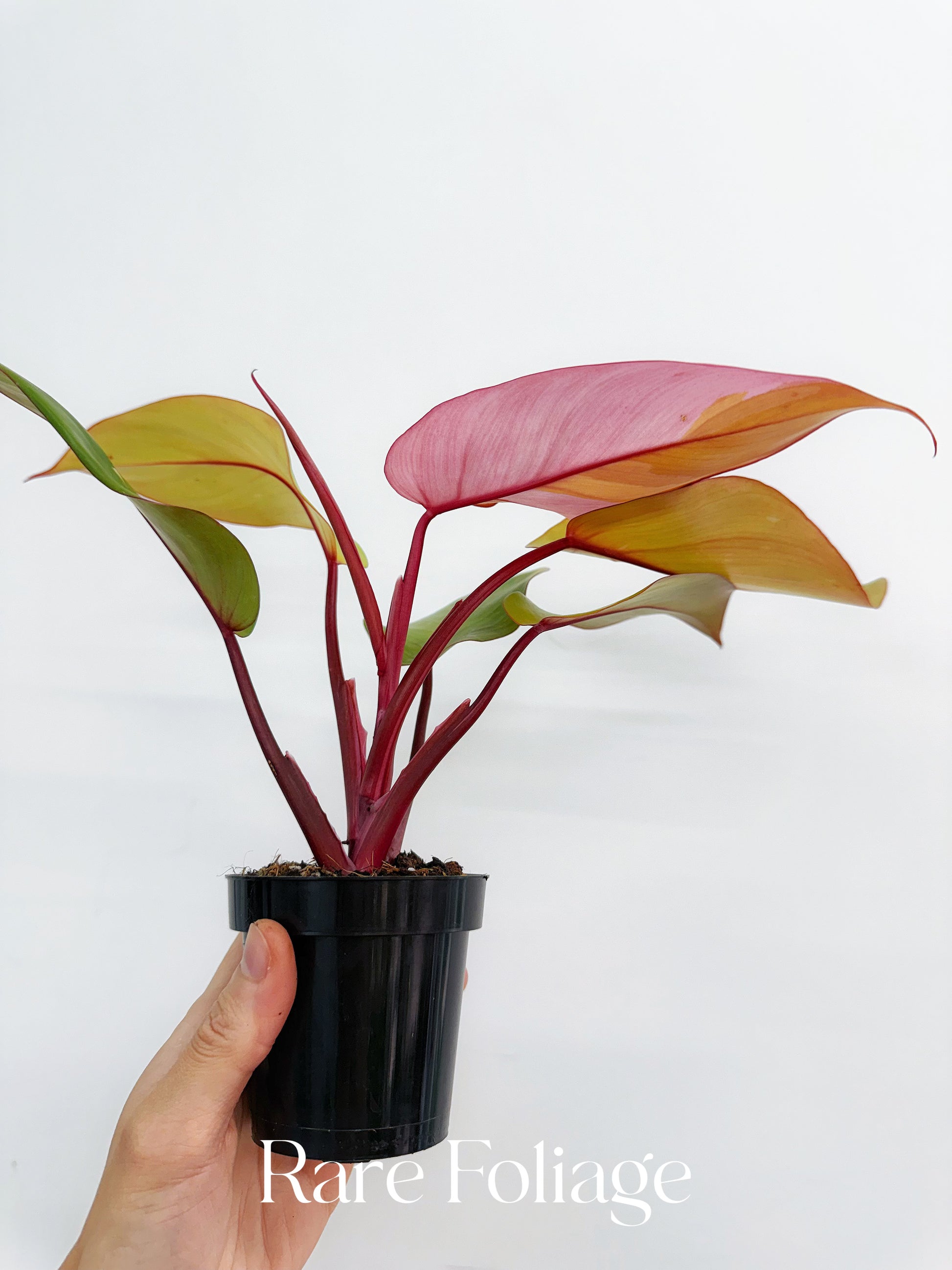 Philodendron Persimmon Princess Kunzo Lineage 4” Exact Plant Philodendron Persimmon Princess Kunzo Lineage 4” Exact Plant