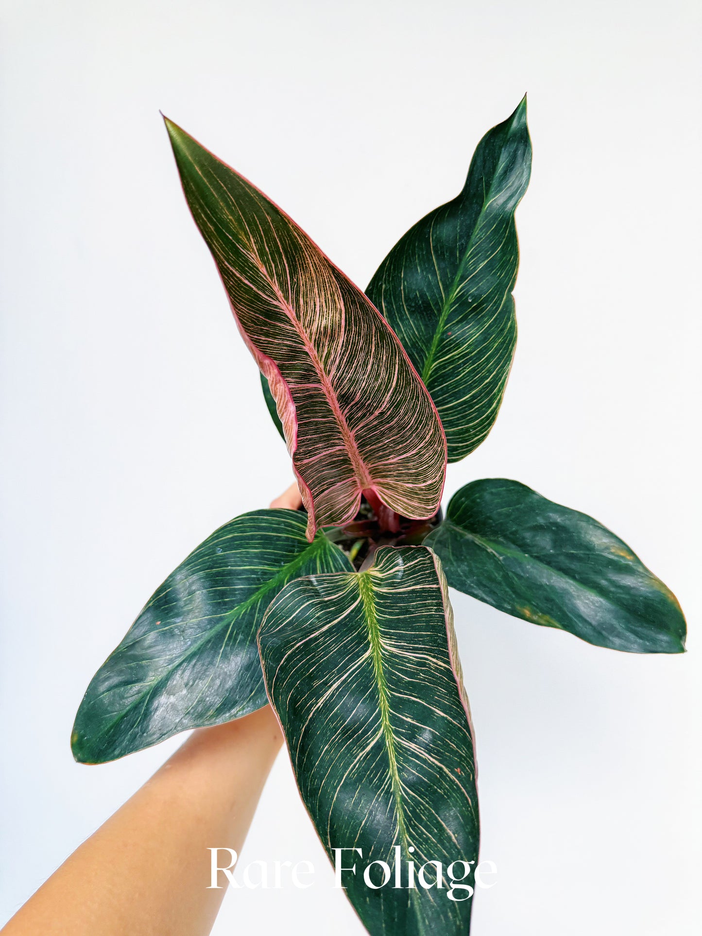 Philodendron Birkin Pink Variegated 4"