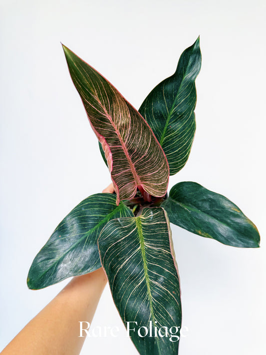 Philodendron Birkin Pink Variegated 4"
