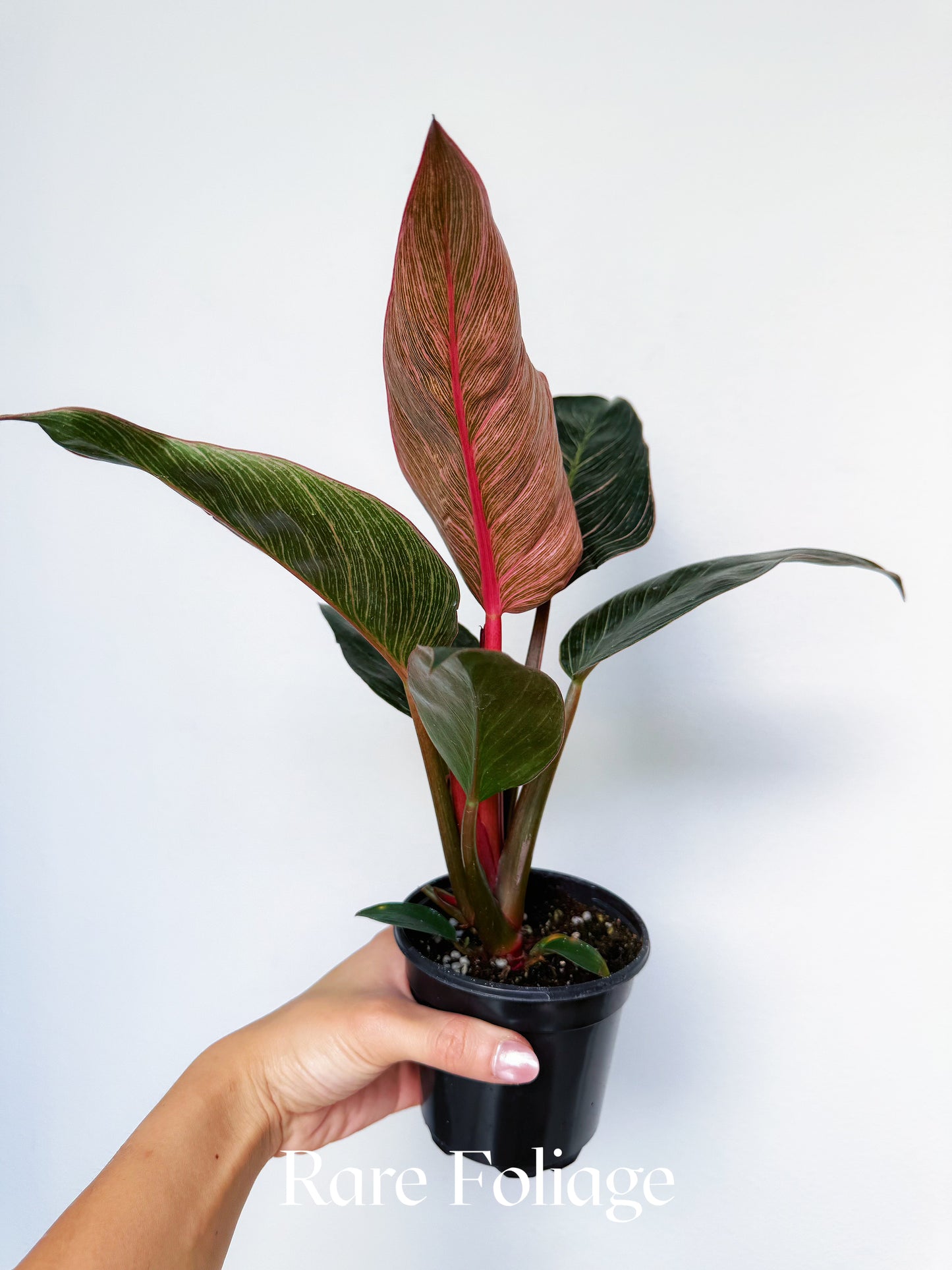 Philodendron Birkin Pink Variegated 4"