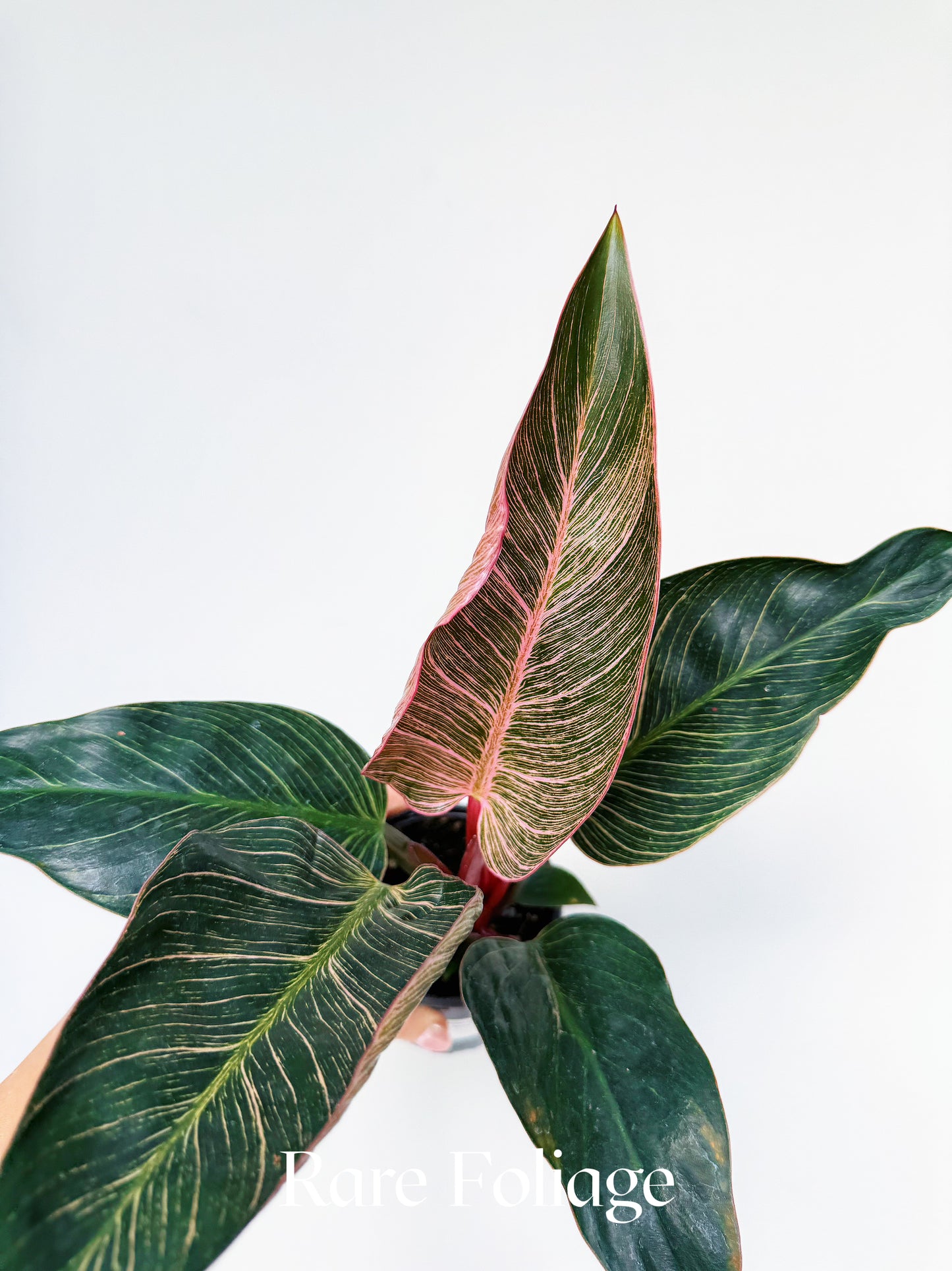 Philodendron Birkin Pink Variegated 4"