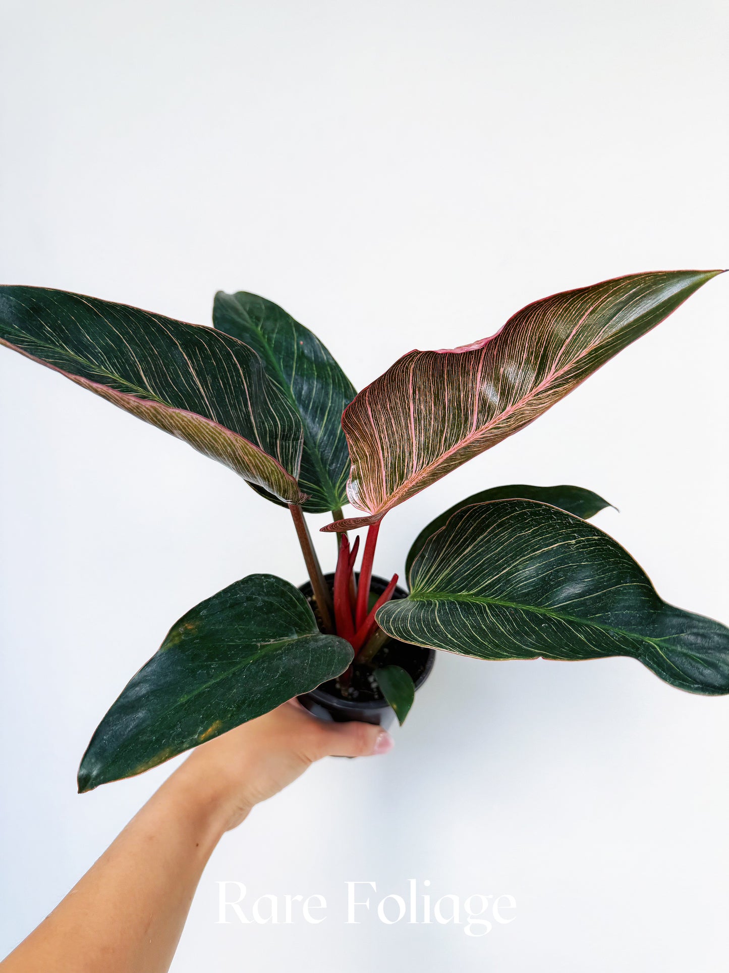 Philodendron Birkin Pink Variegated 4"