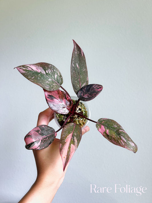 Philodendron Pink Princess Galaxy 3”