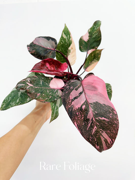 Philodendron Pink Princess Galaxy 4”