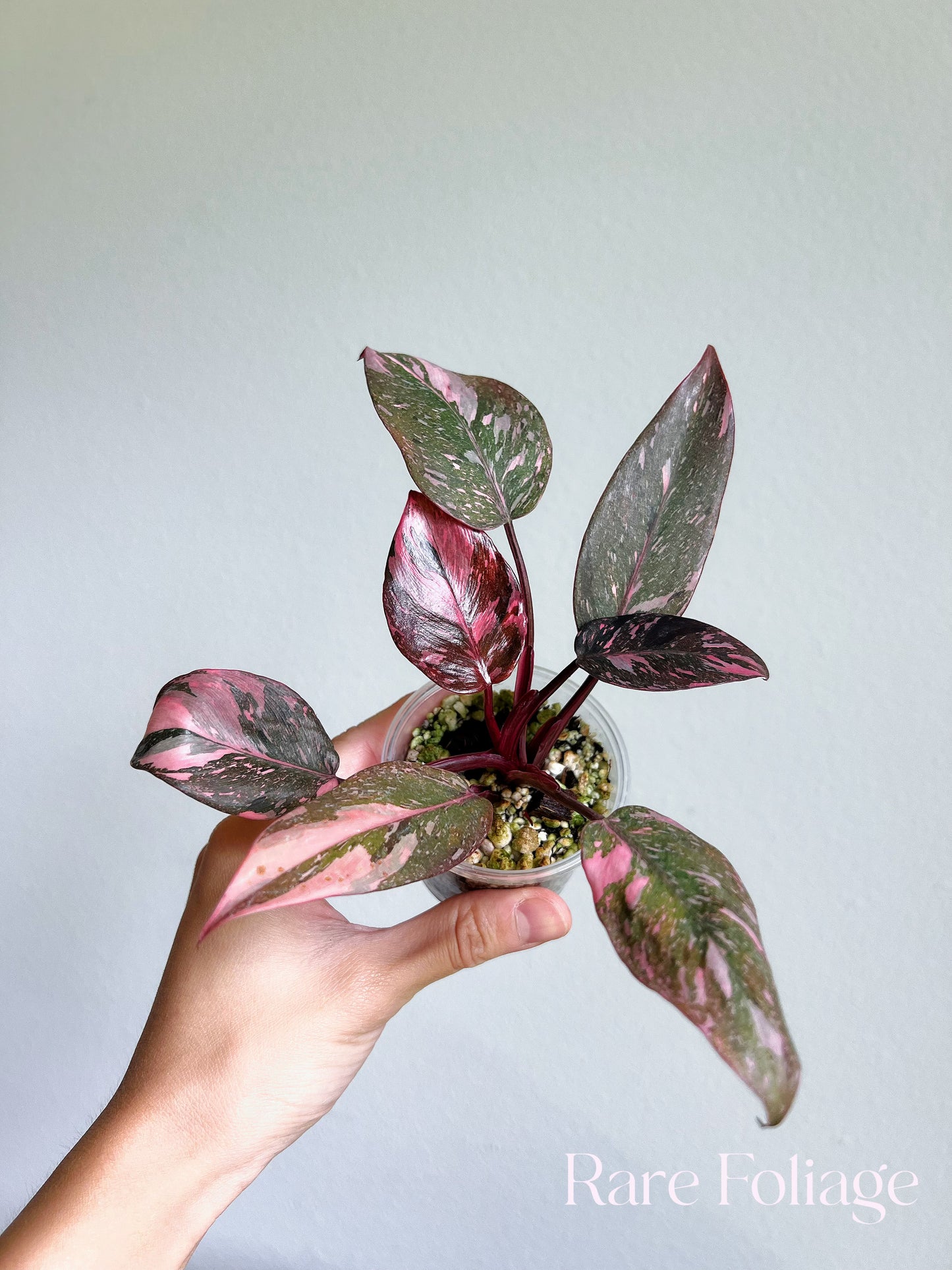 Philodendron Pink Princess Galaxy 3”